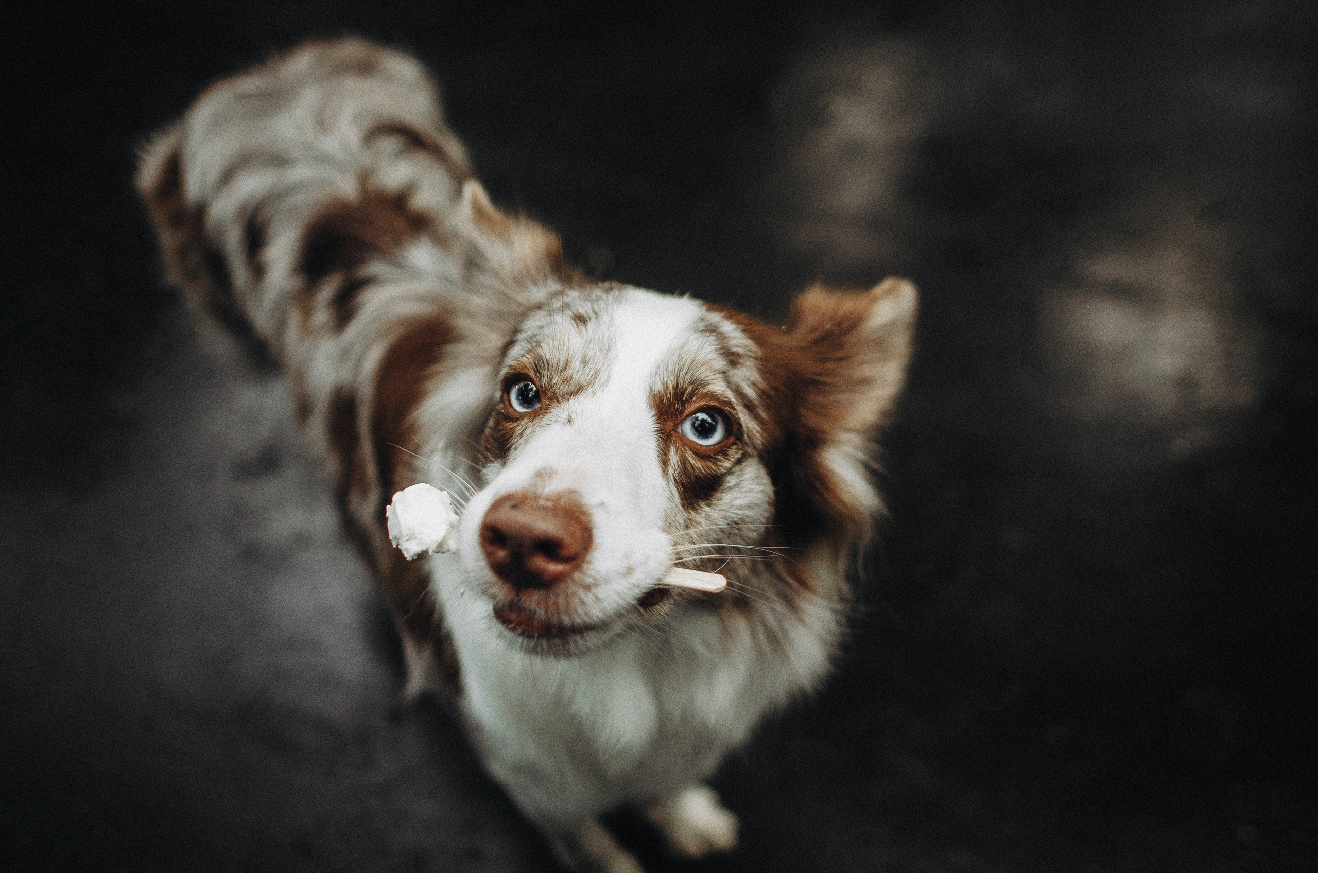Алина и Бруна. Фотограф-анималист Богданова Полина