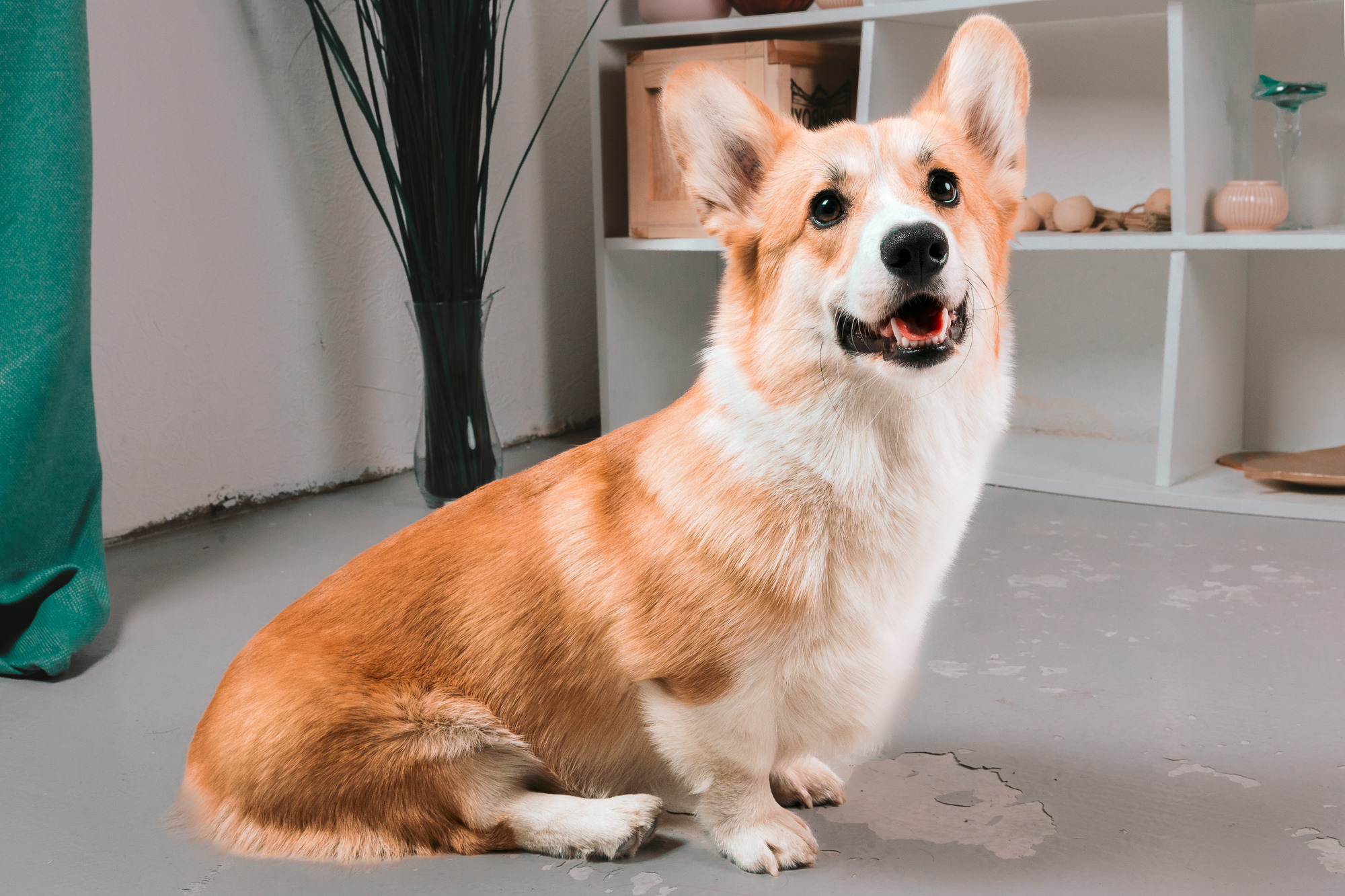 Дана и Дени