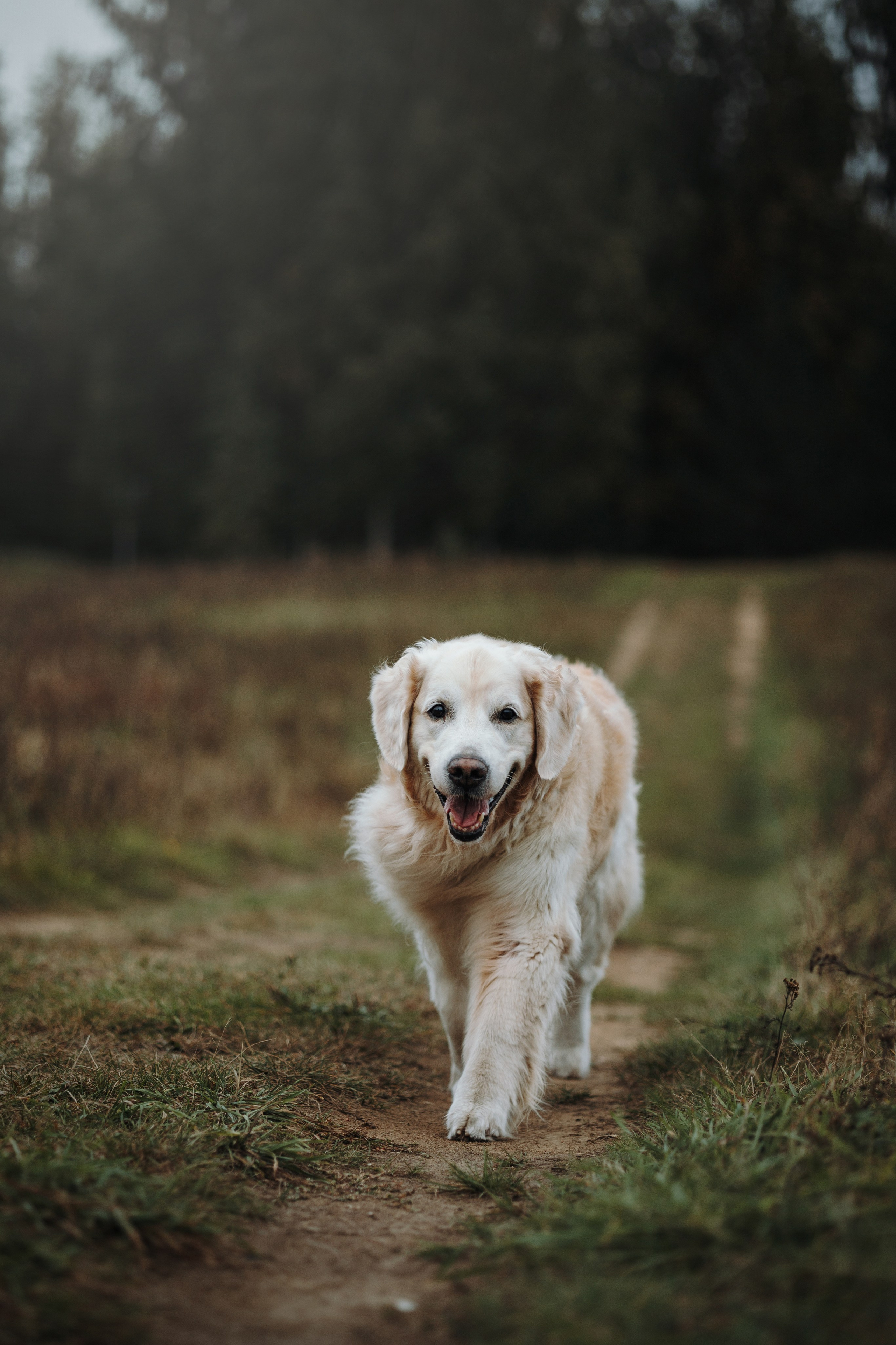 Света и Том. Фотограф — Анималист | Санкт-Петербург