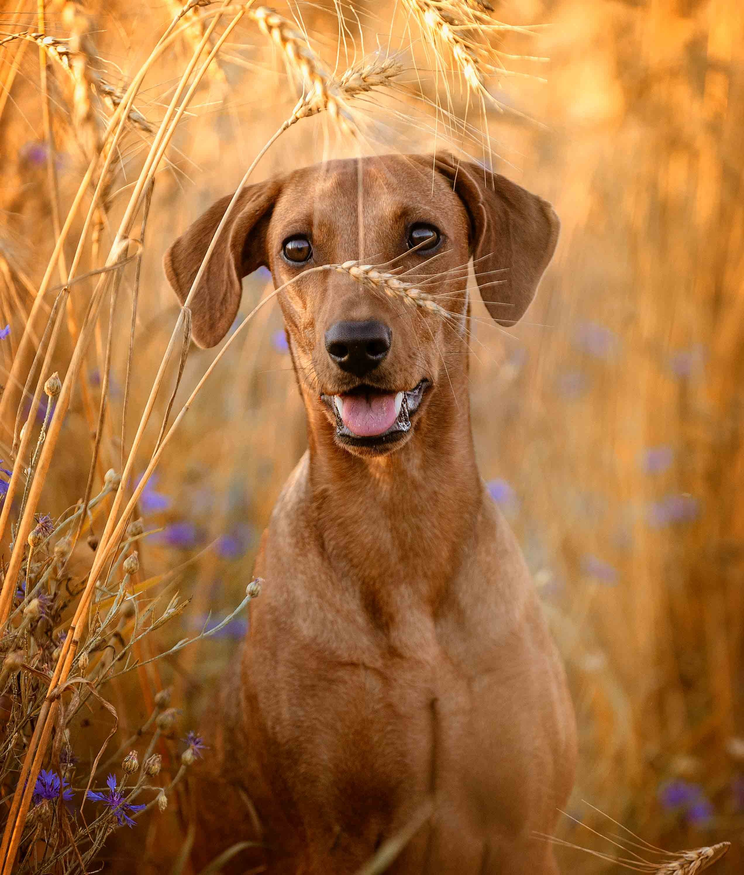 Собаки. Портретная и свадебная фотосъемка. Москва и область