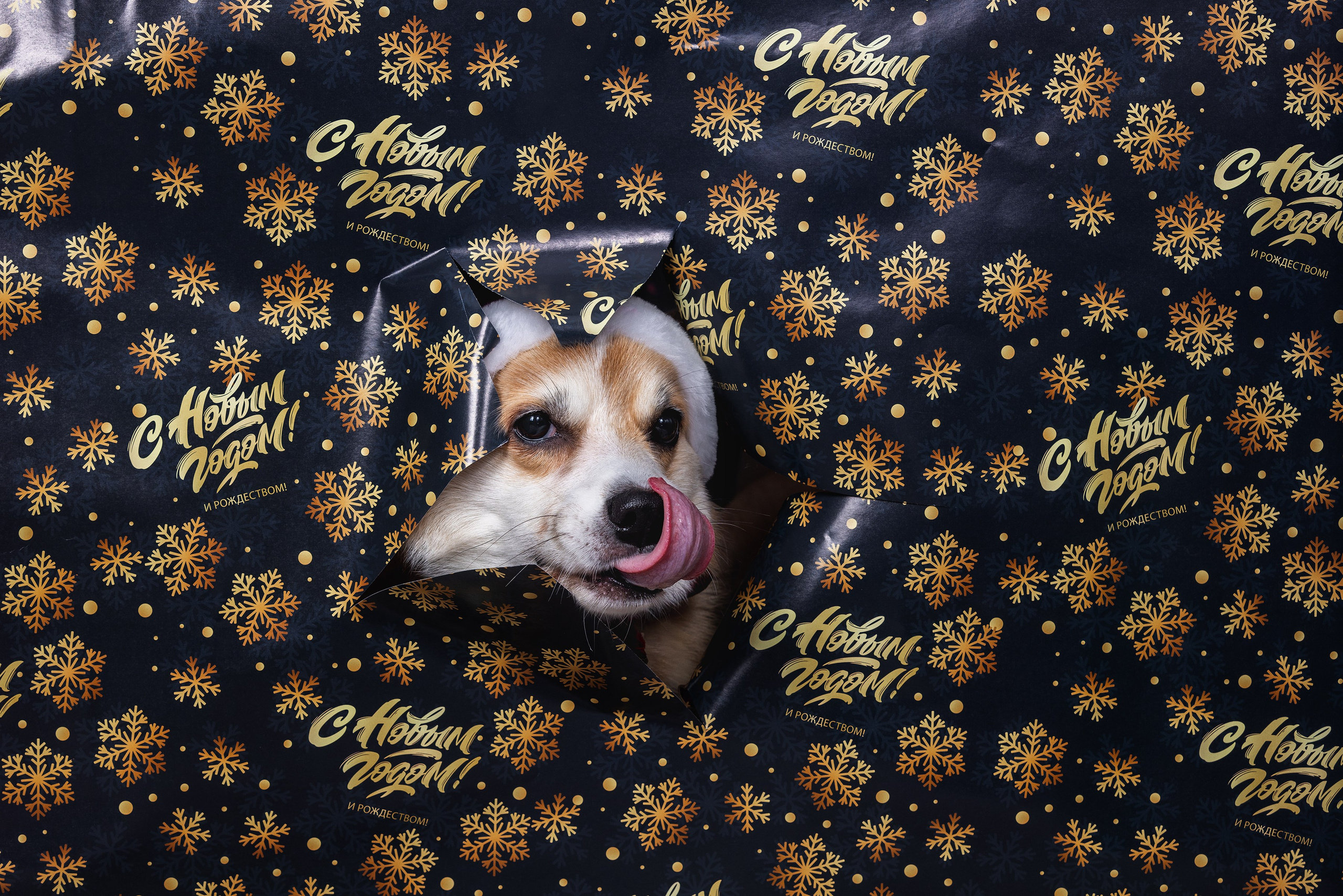 Собаки и не только. Фотограф Алена Звездина