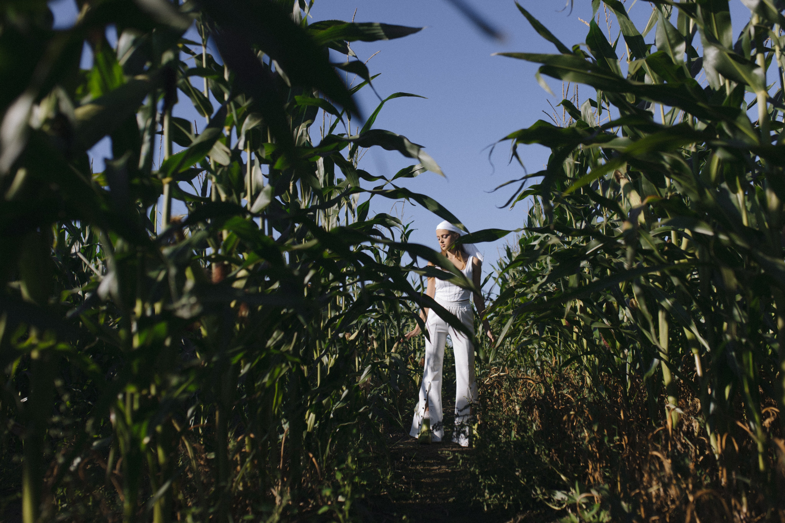 Любовь нашла в кукурузе