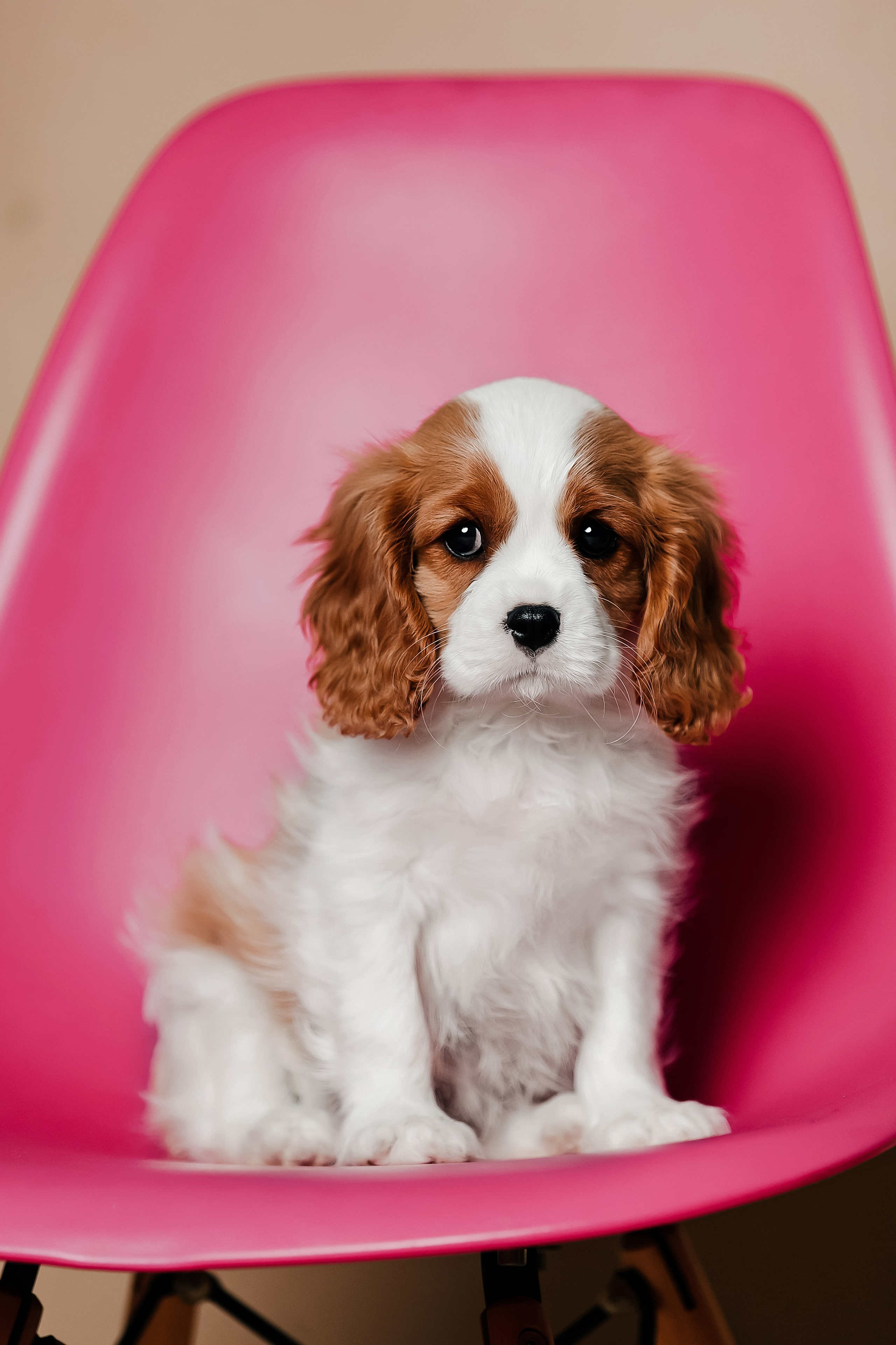 Щенки кавалера в фотостудии. Фотограф-анималист в Краснодаре Маша Мельникова