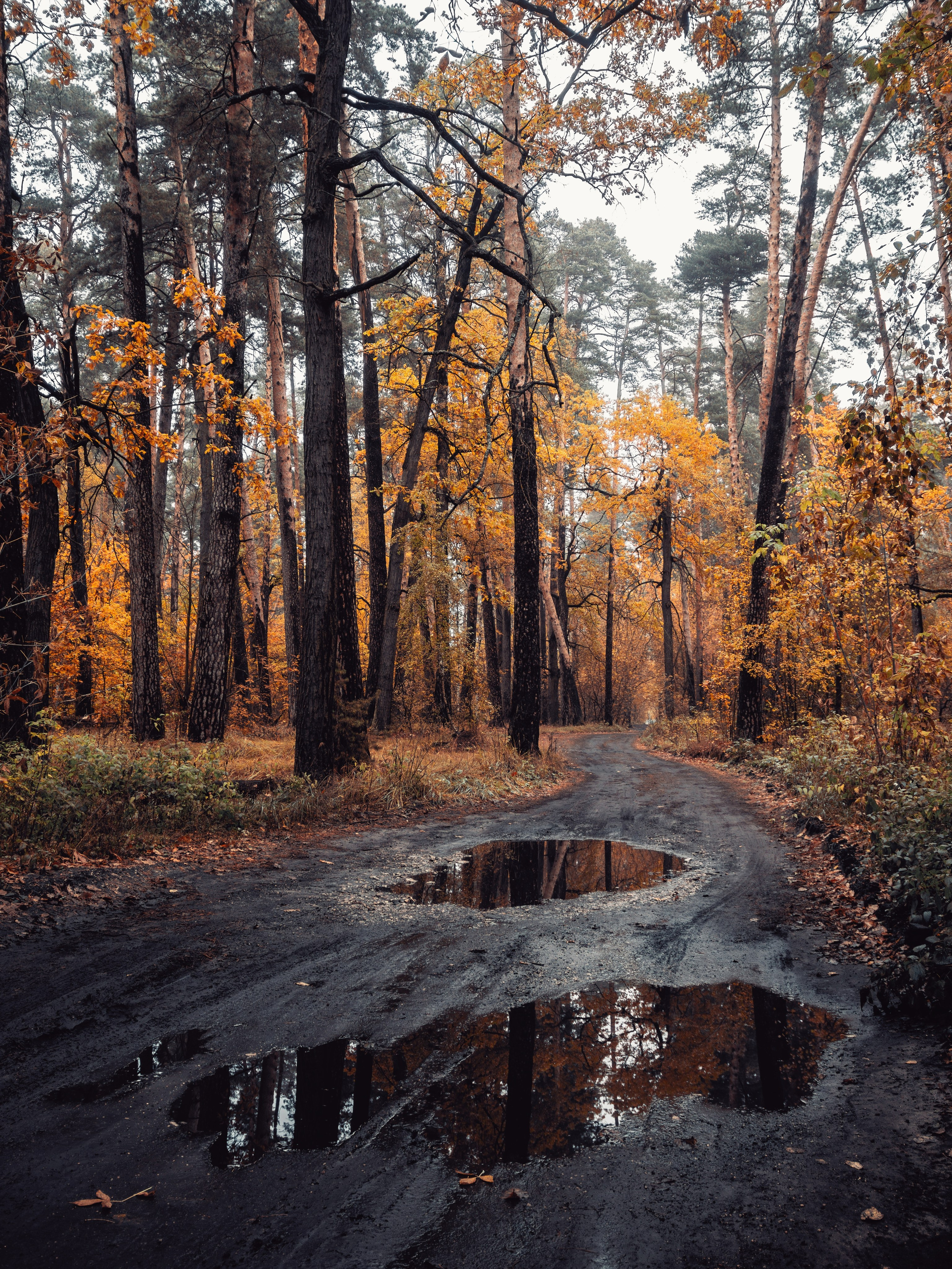 Октябрьский туман. С любовью, фотохудожник