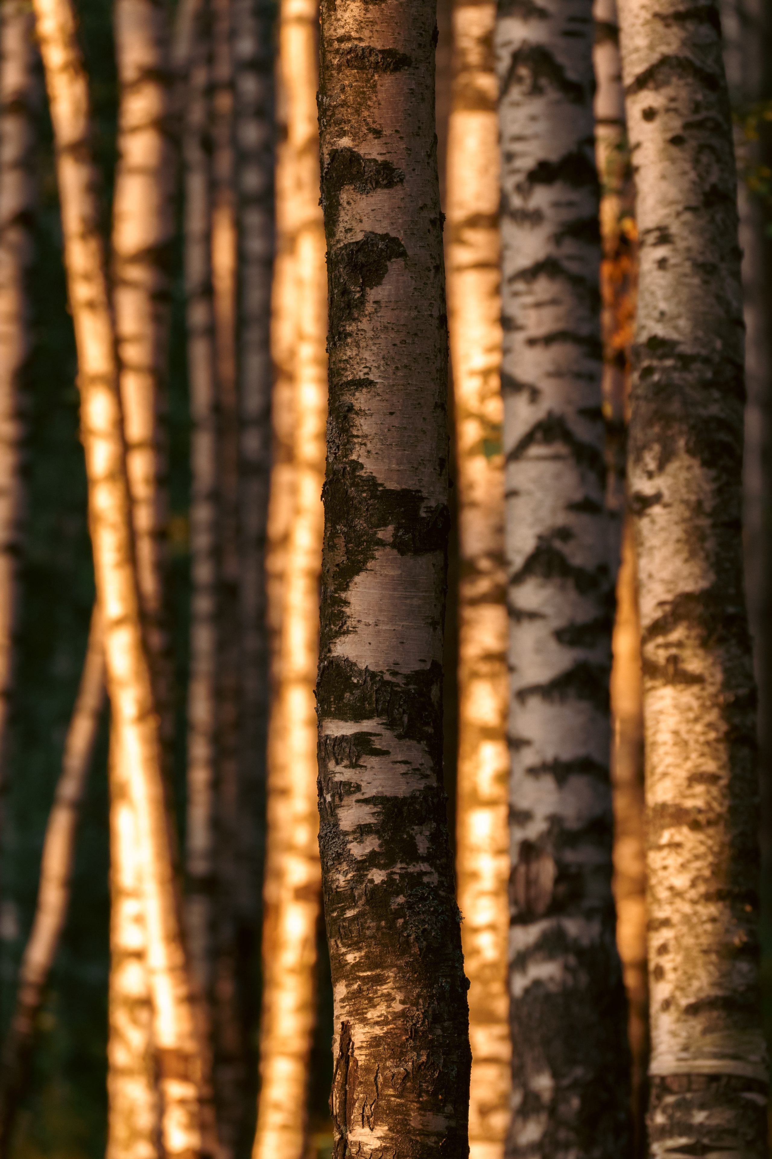 Природа. Фотограф в Санкт-Петербурге Ибрагимова Алина