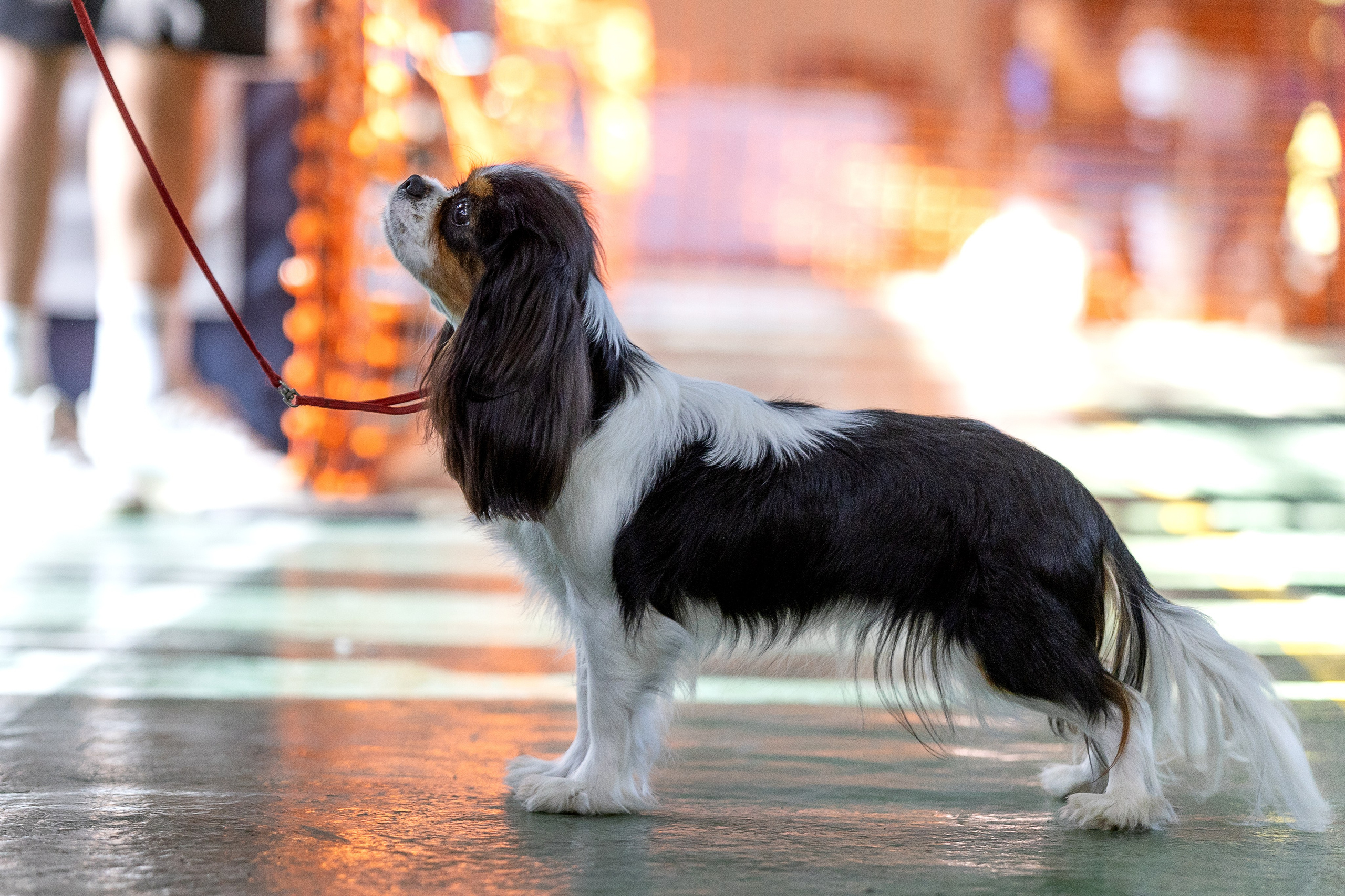 Выставка собак Орел 15.09.2024. Купить щенка Вельш-корги-кардиган в семейном питомнике — Ice Fantasy