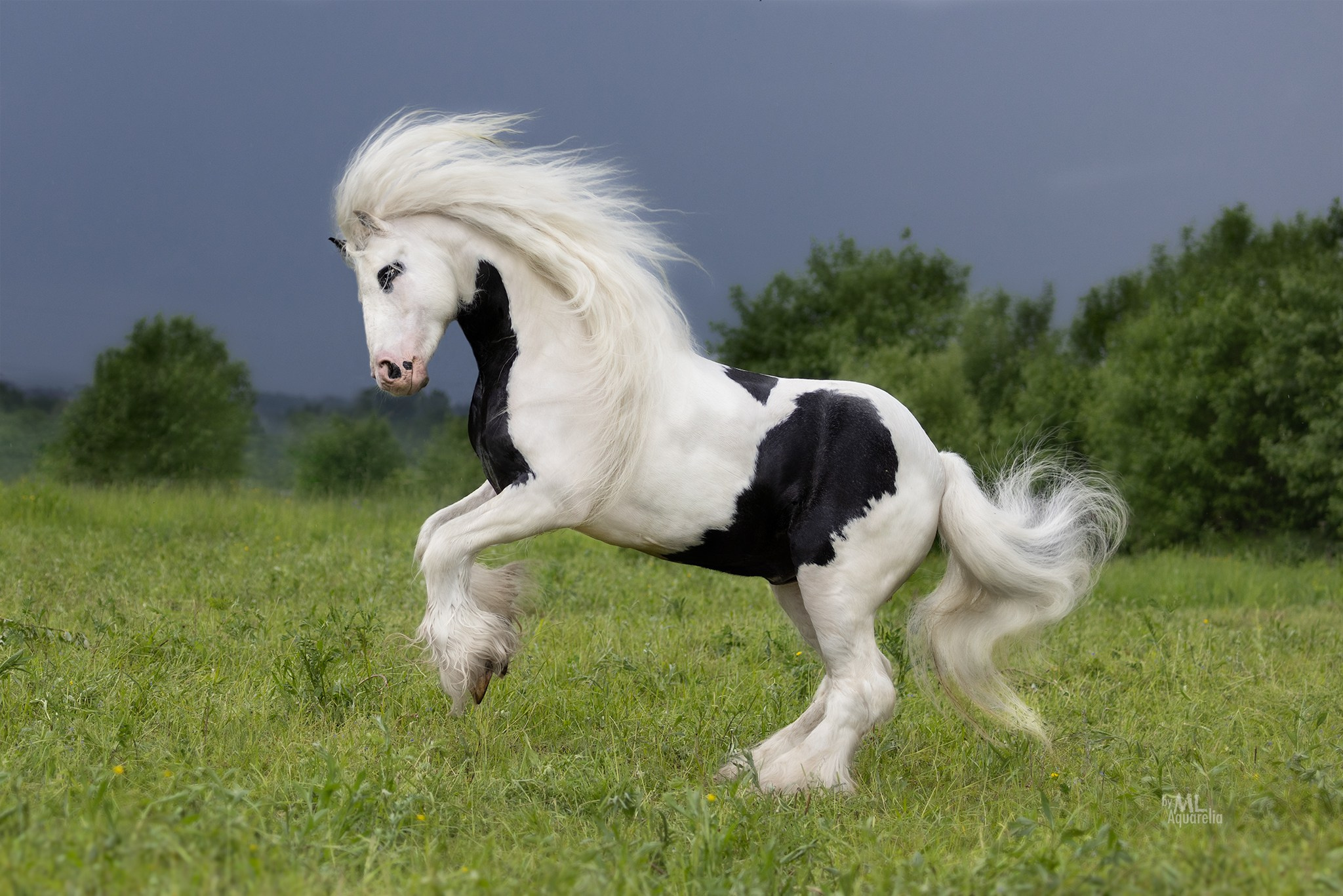 Экстерьерная съёмка лошадей. Mrs.Aquarelia Конный фотограф Марианна Леонтьева