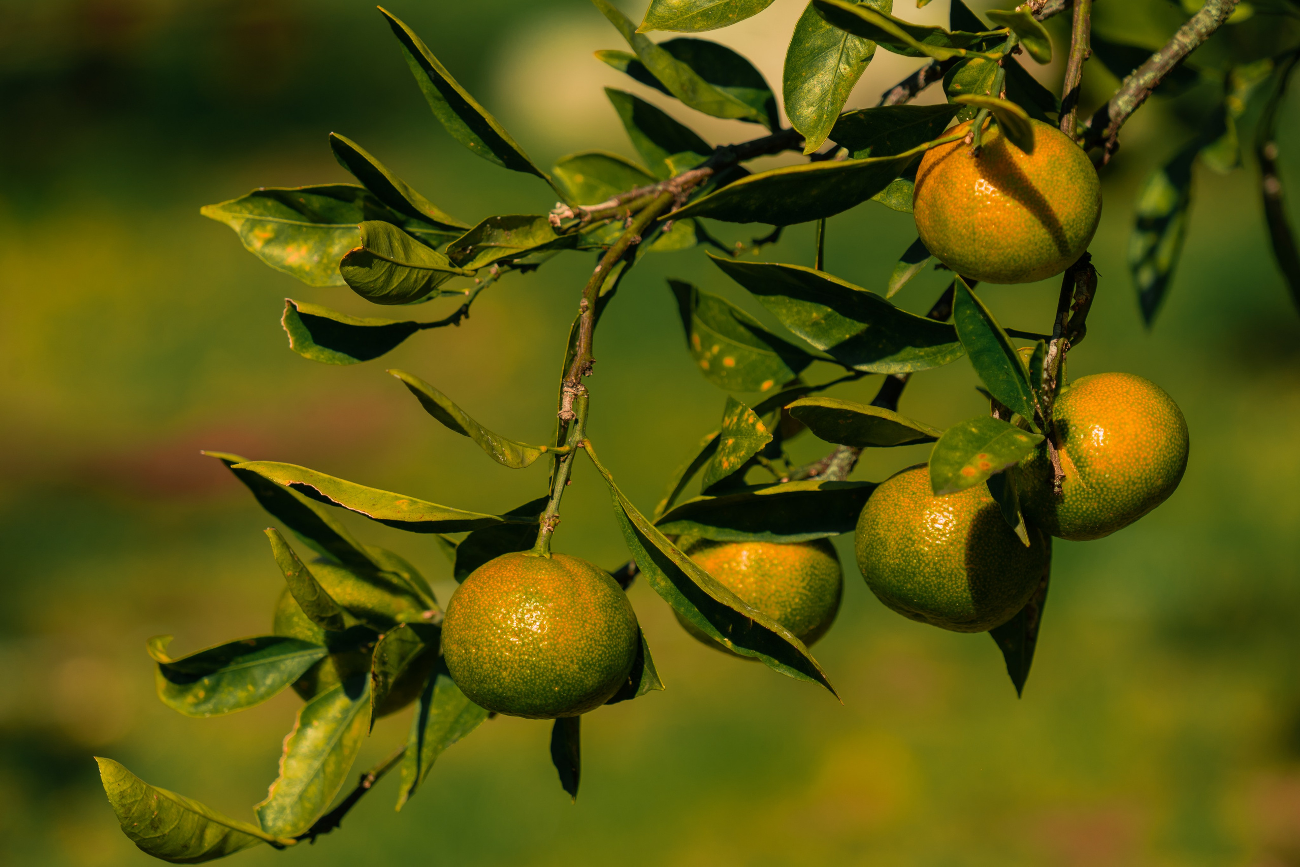 Путешествия и пейзаж. Репортажный фотограф в Красной Поляне и Сочи Павлюченко Екатерина