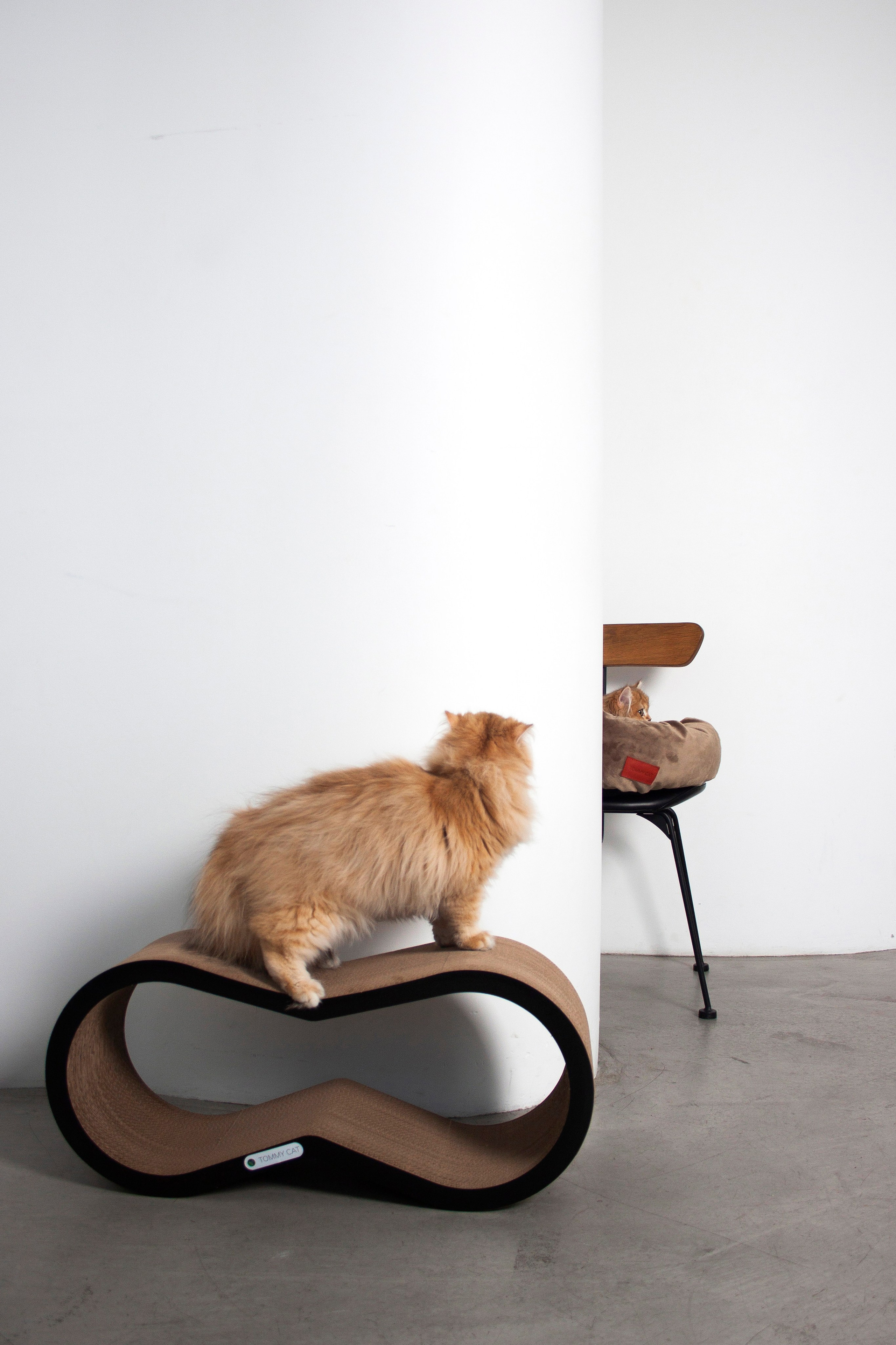 Работа с Tommy cat. Oksan_photo