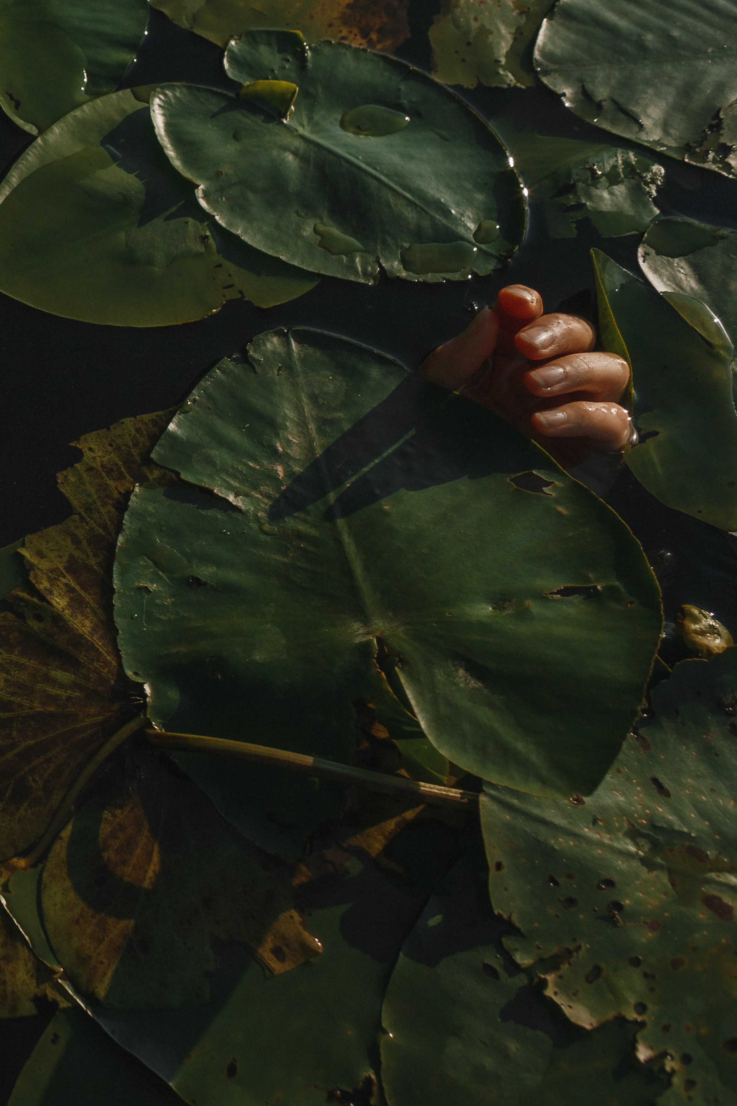 Ню 18+ Съёмка в воде Рассвет Кувшинки. Портретный и репортажный фотограф в Москве, Ольга Ларема