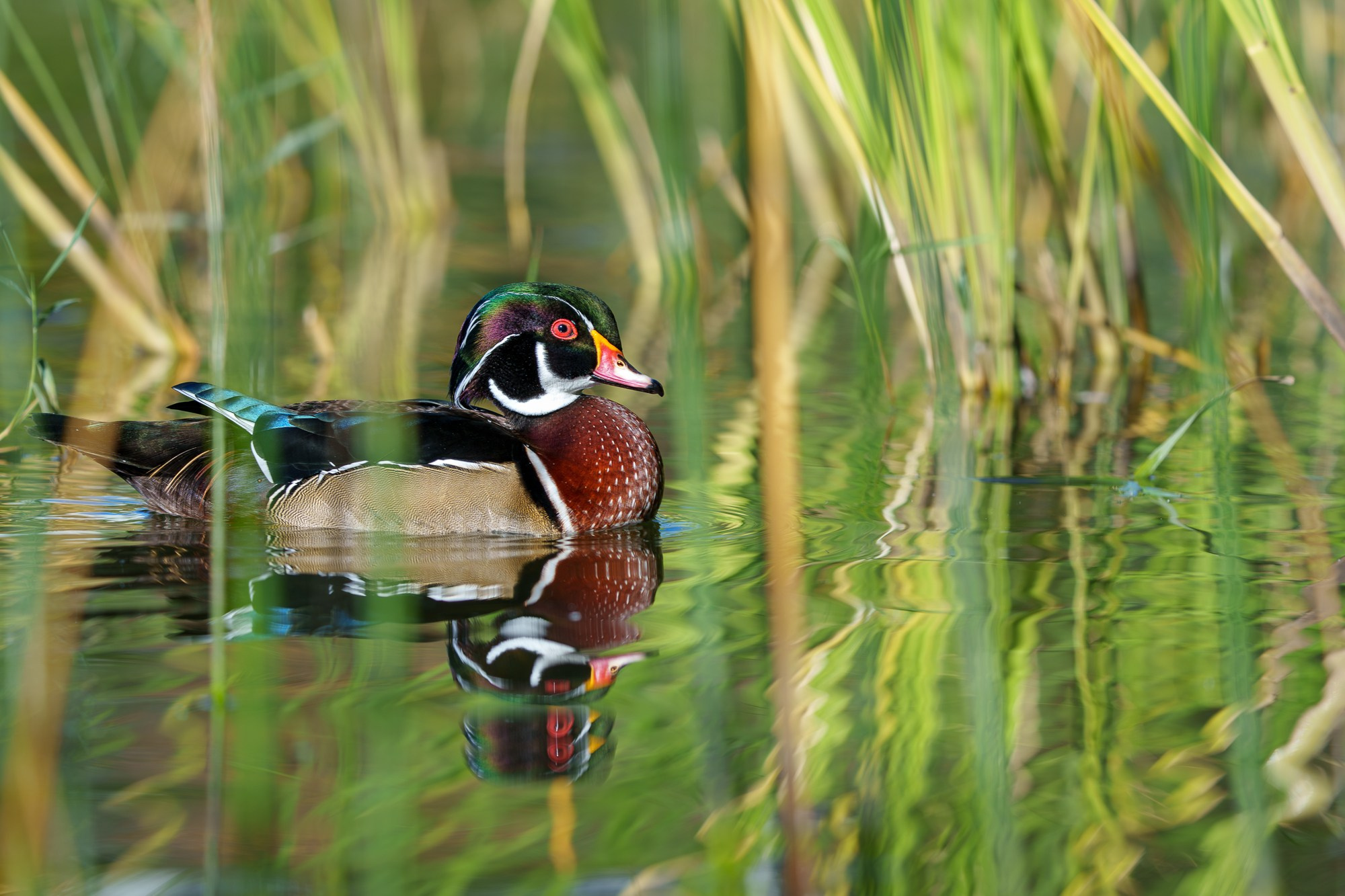 Удивительные мир птиц. Вокруг нас столько прекрасного — присмотритесь!. Ваш личный фотограф Марина Волкова
