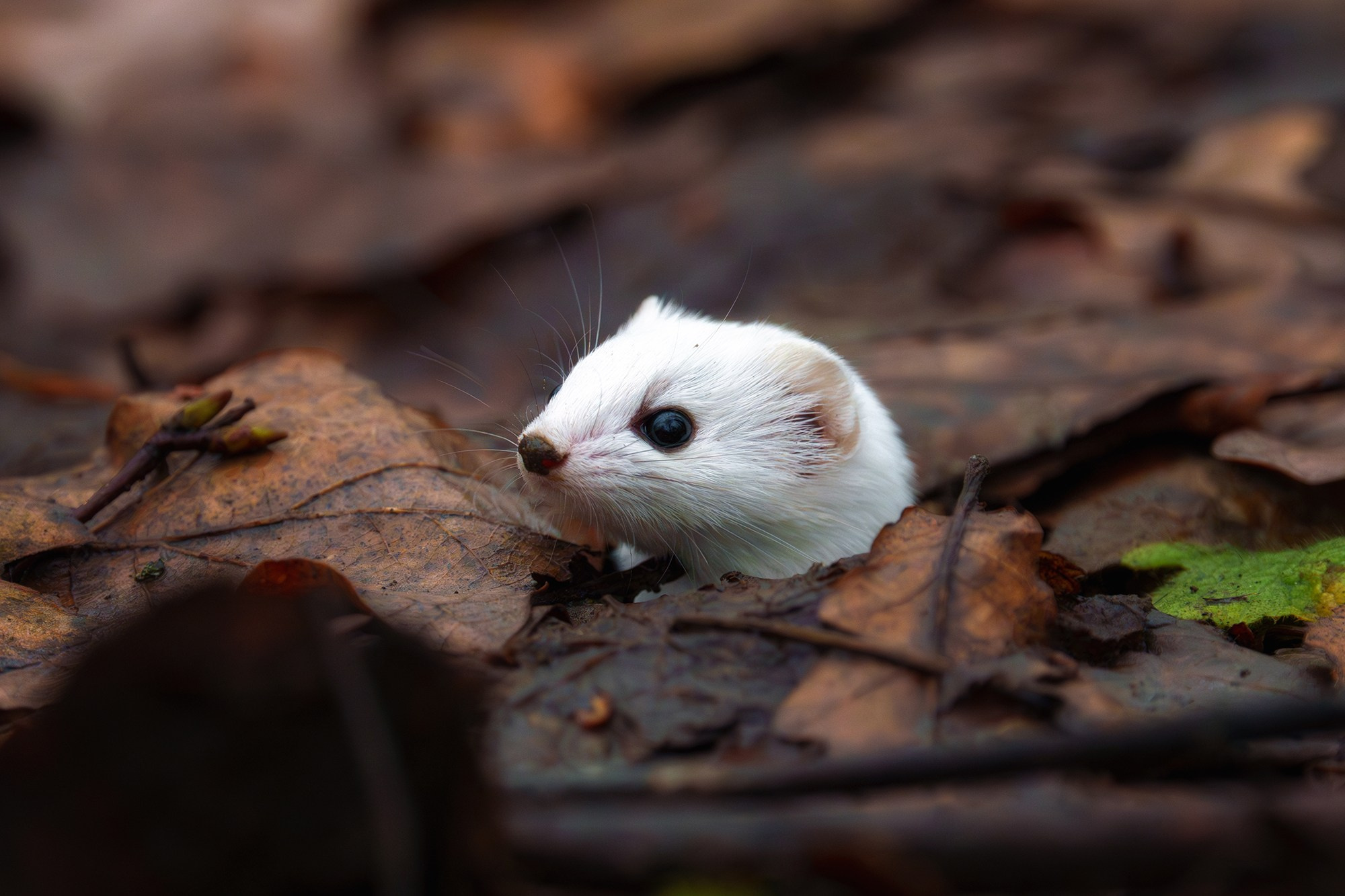 Животные. Ваш личный фотограф Марина Волкова