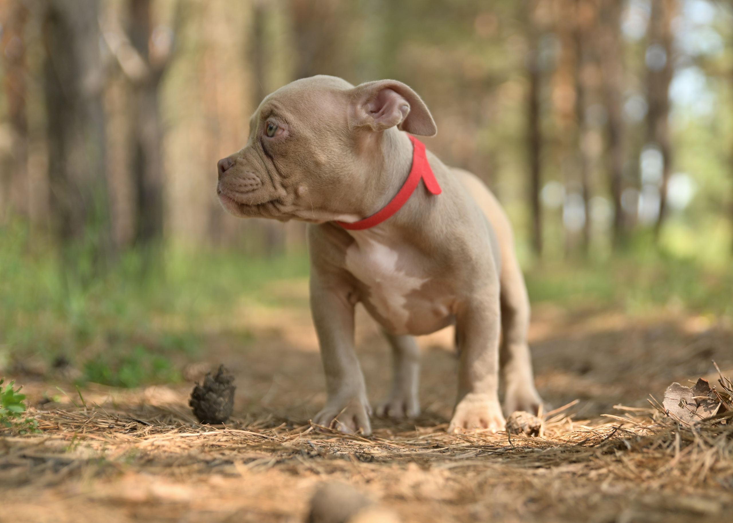 Свободные щенки Американский Булли в Иркутске. Питомник собак Иркутск