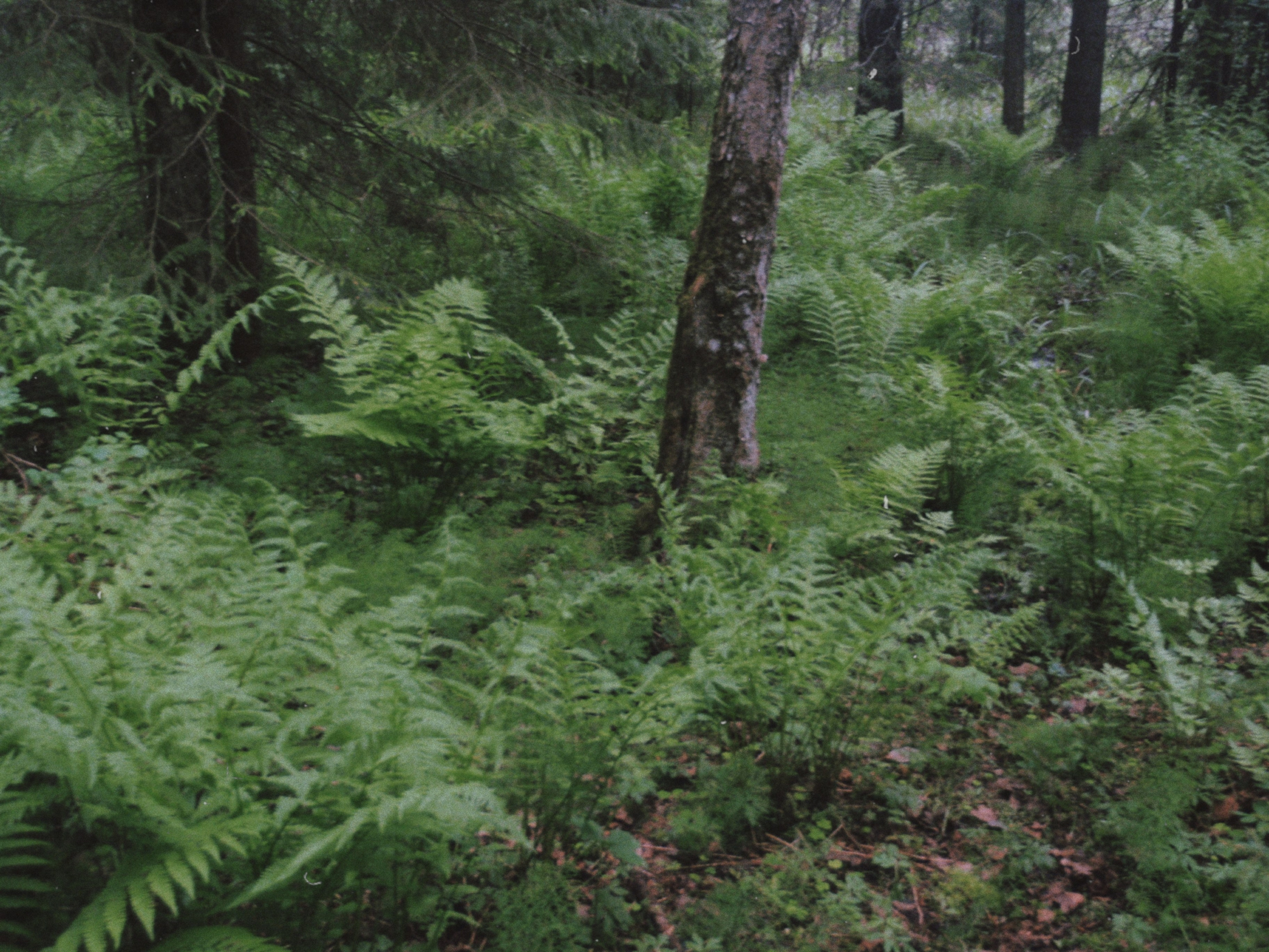 Olimpus mju 1030sw. Анна Мильч