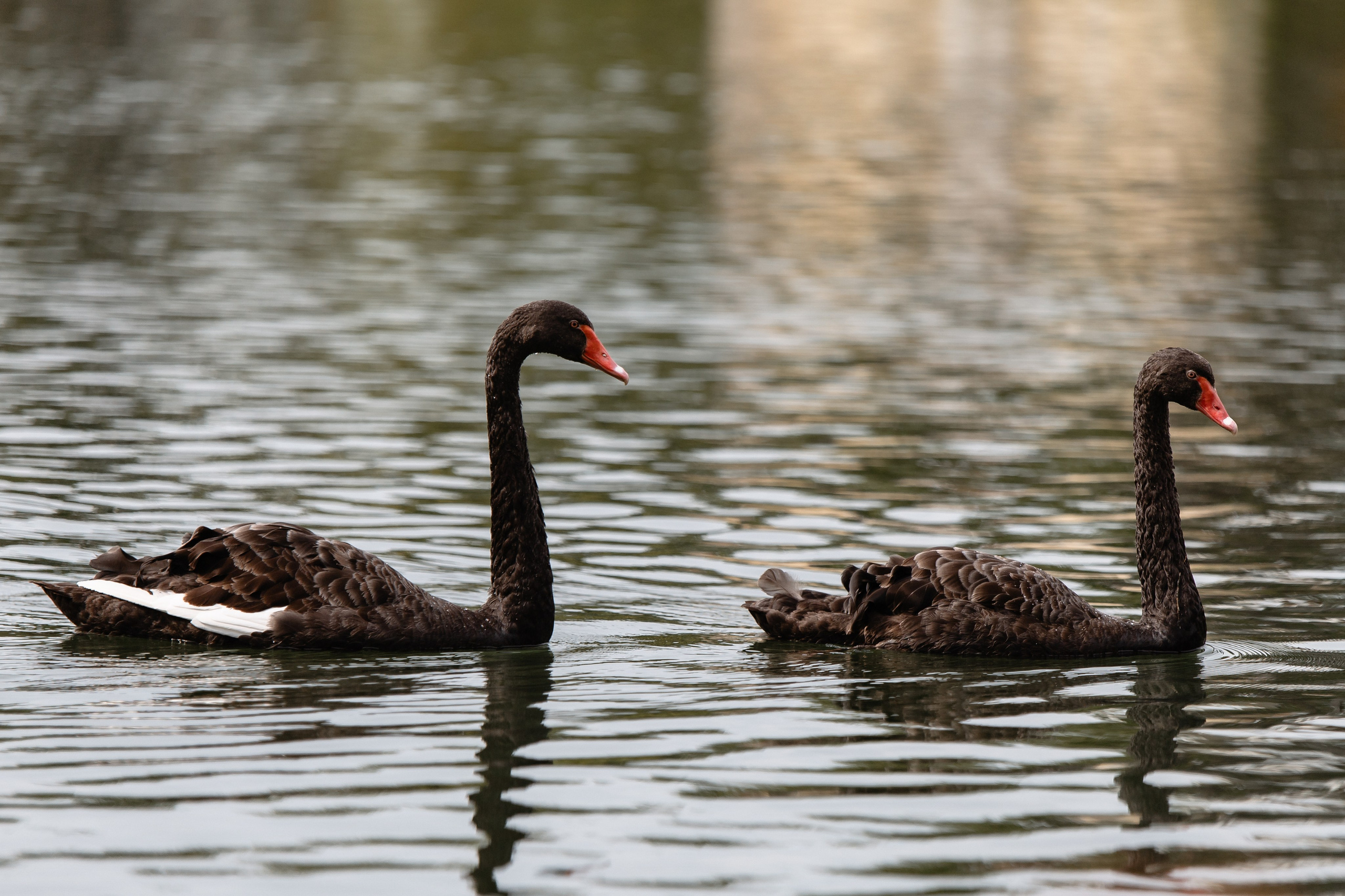 Виктор & Диана. Свадебный фотограф Михаил Александров