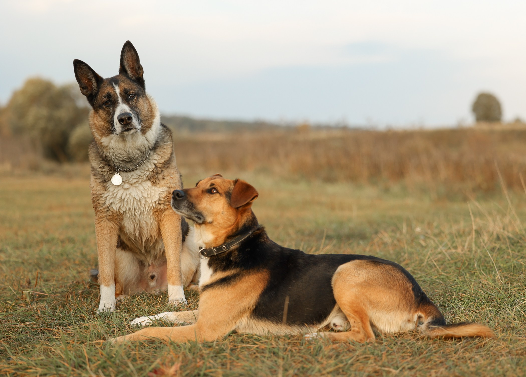 Прогулка на природе. Фотограф-анималист Полина Колкова | Москва