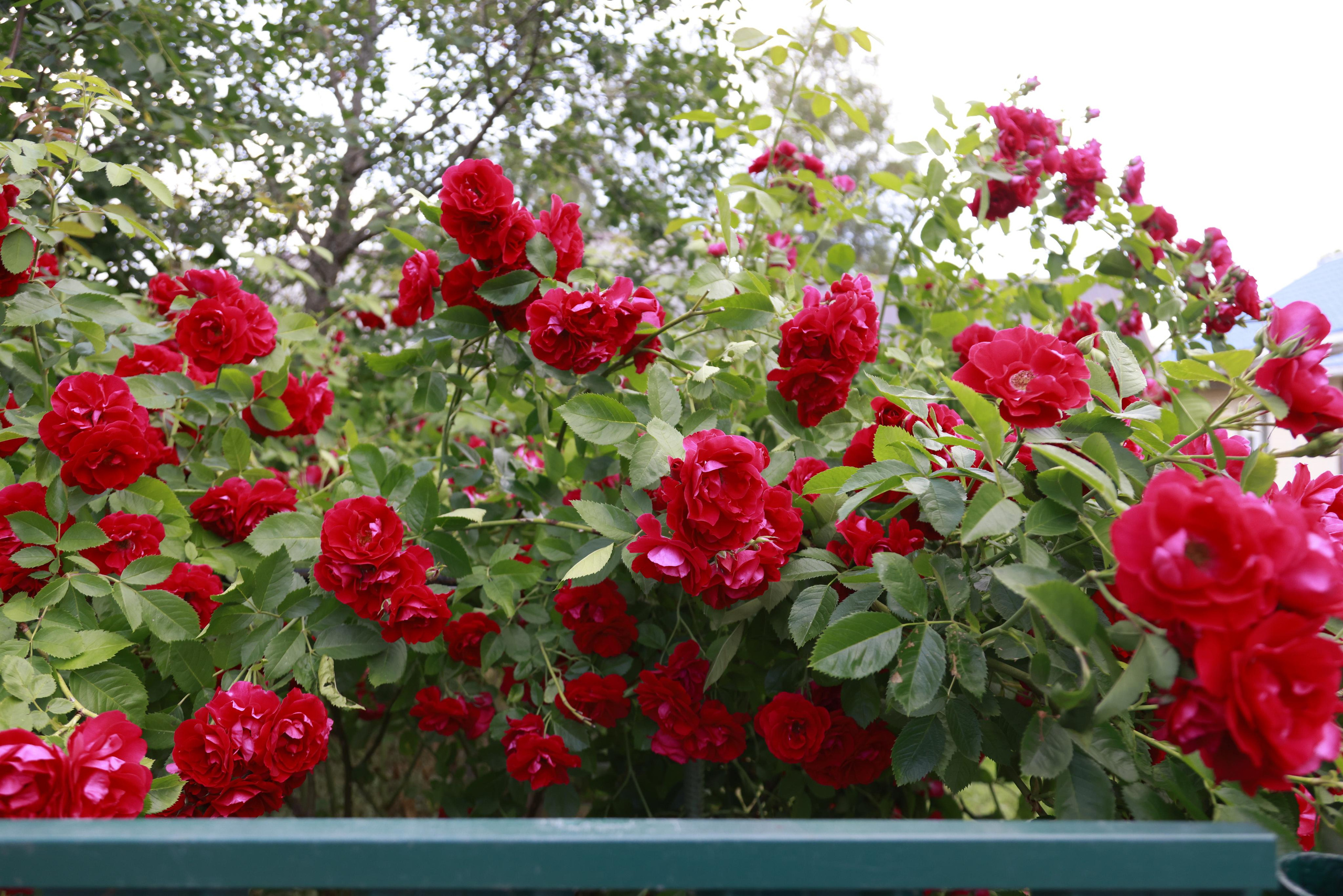 Село Вятское, Ярославской области 2022. Фотохудожник BID