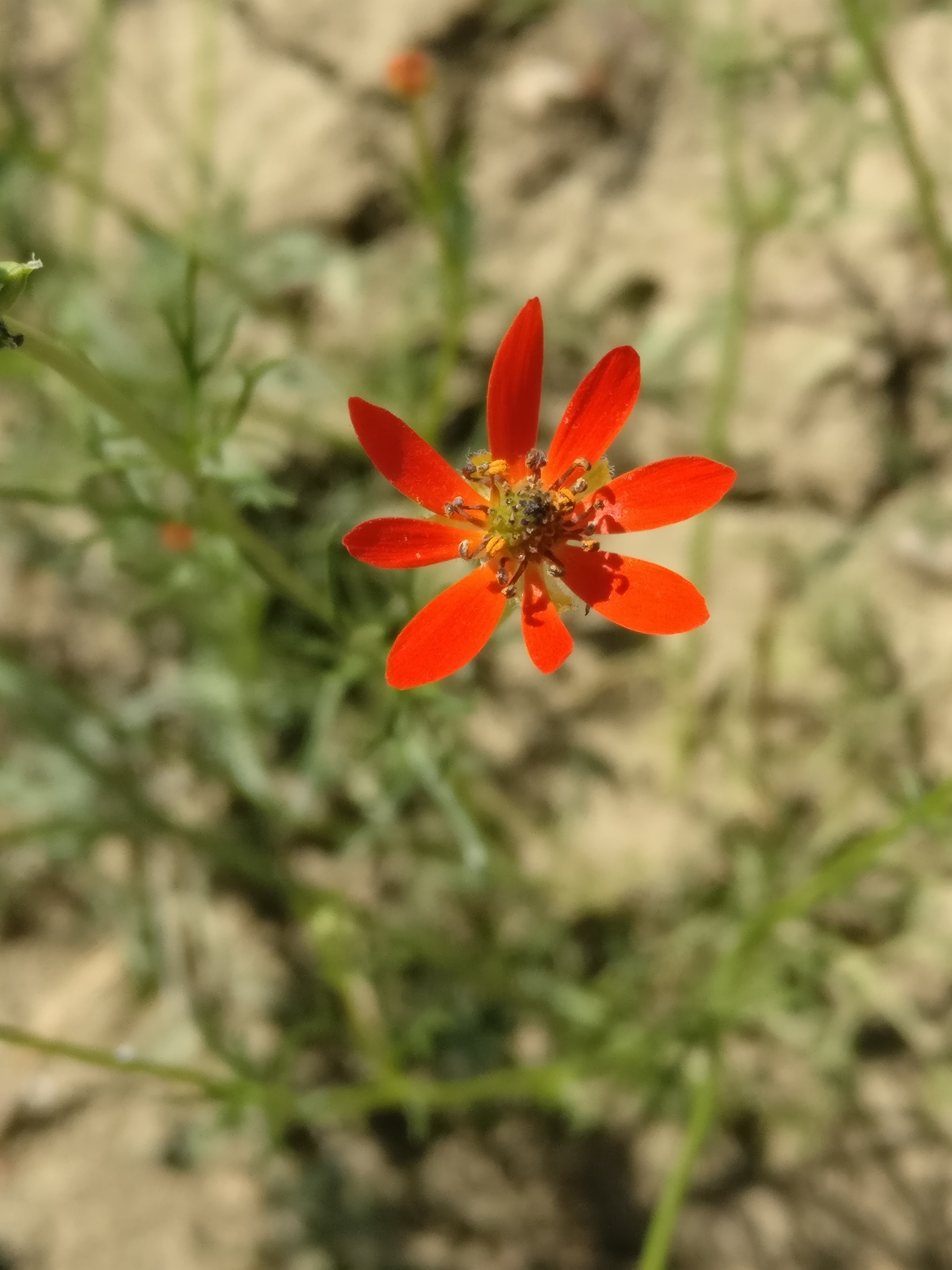 Мобильная фотография. Крым разных лет. Фотохудожник BID