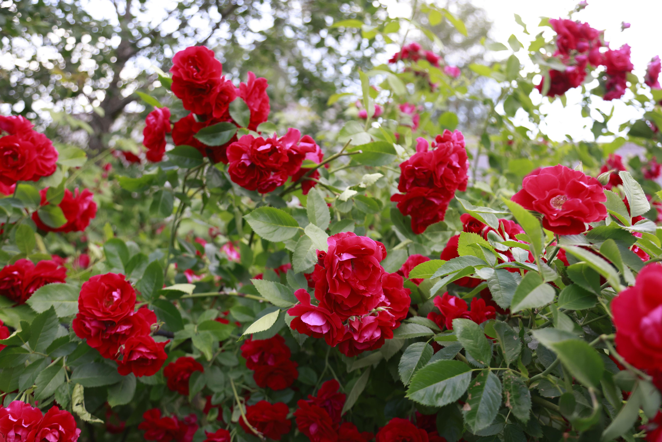 Село Вятское, Ярославской области 2022. Фотохудожник BID