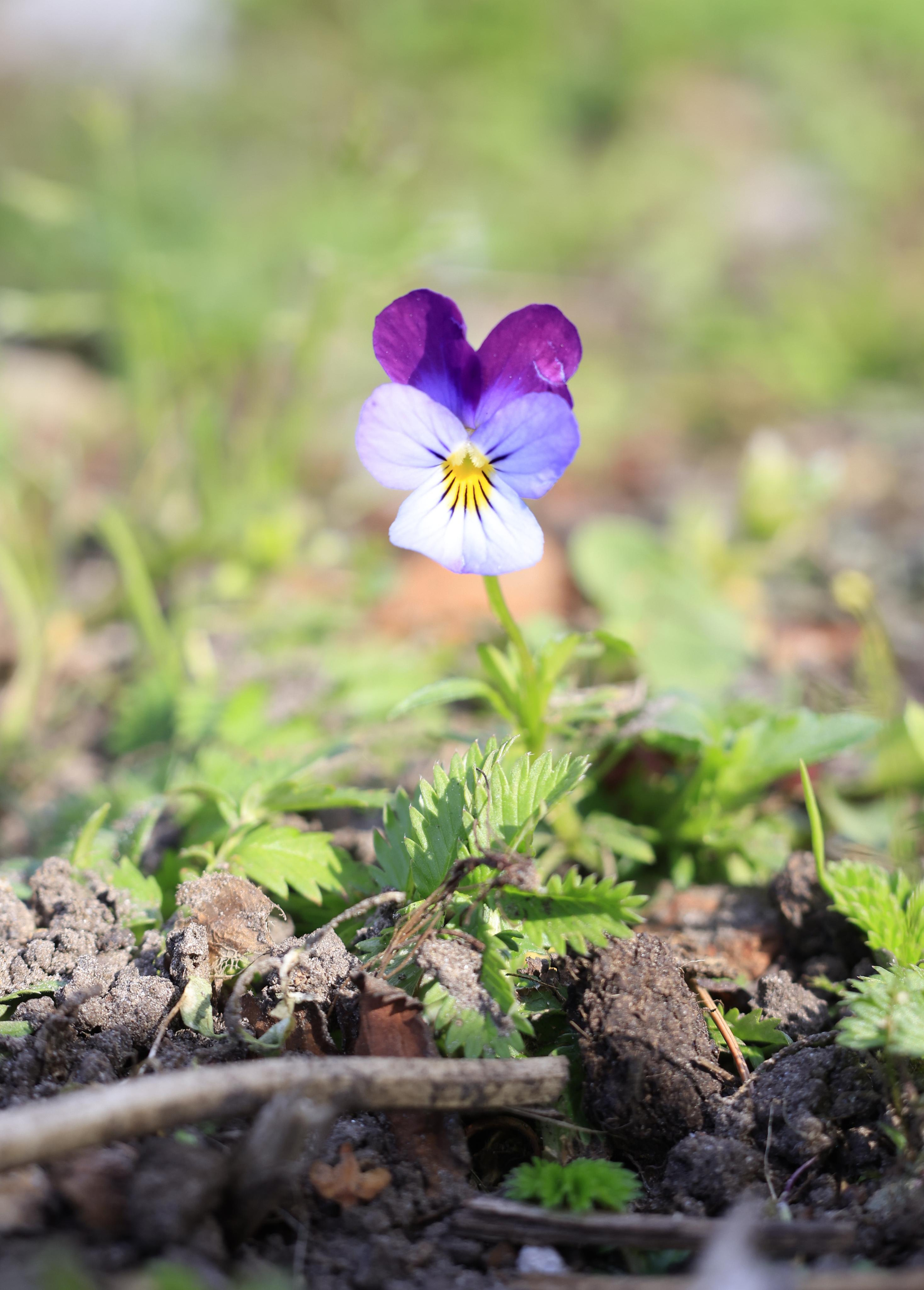 Природа. Фотохудожник BID