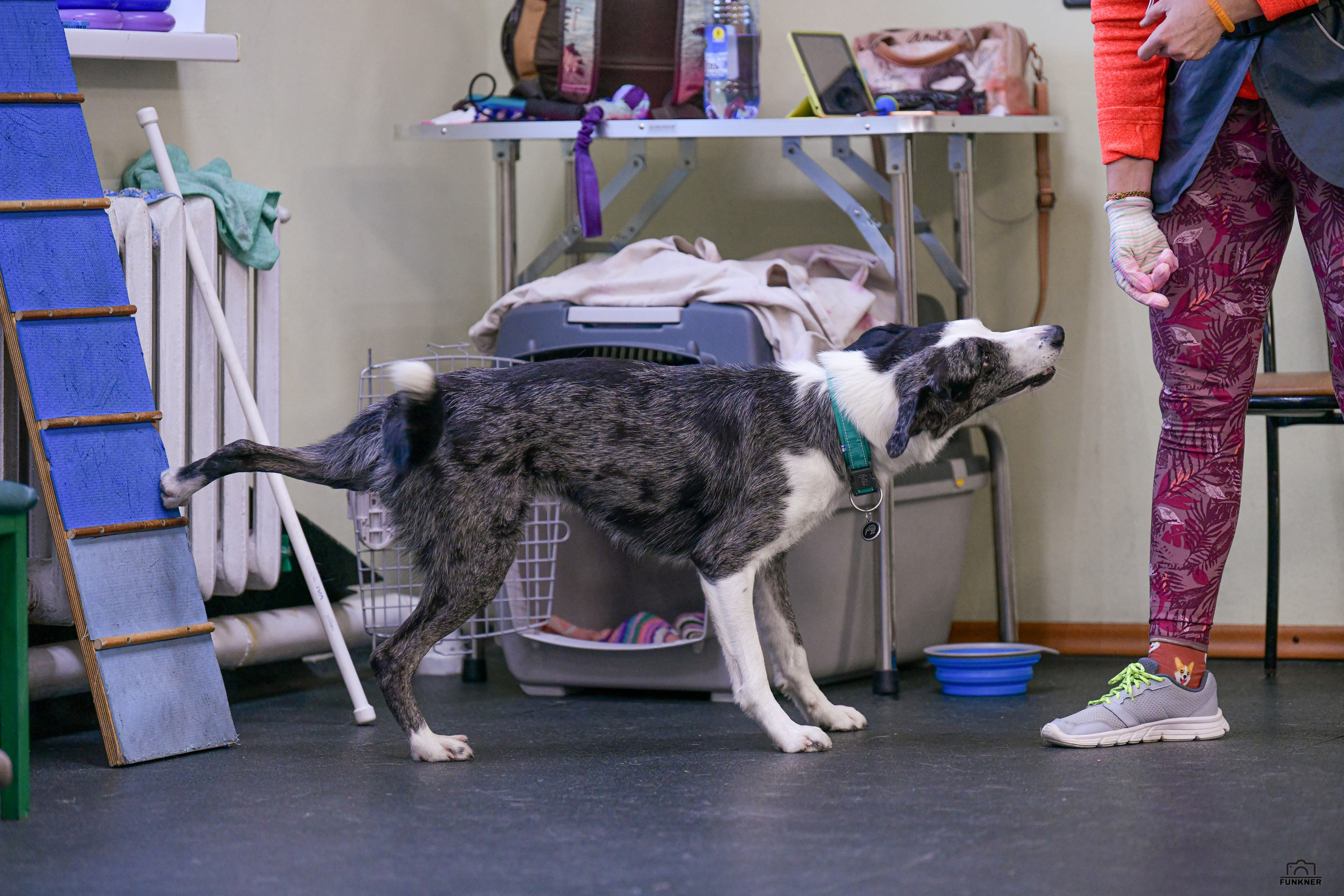 Кинологический клуб «Бодрый хвост». Свой взгляд через объектив