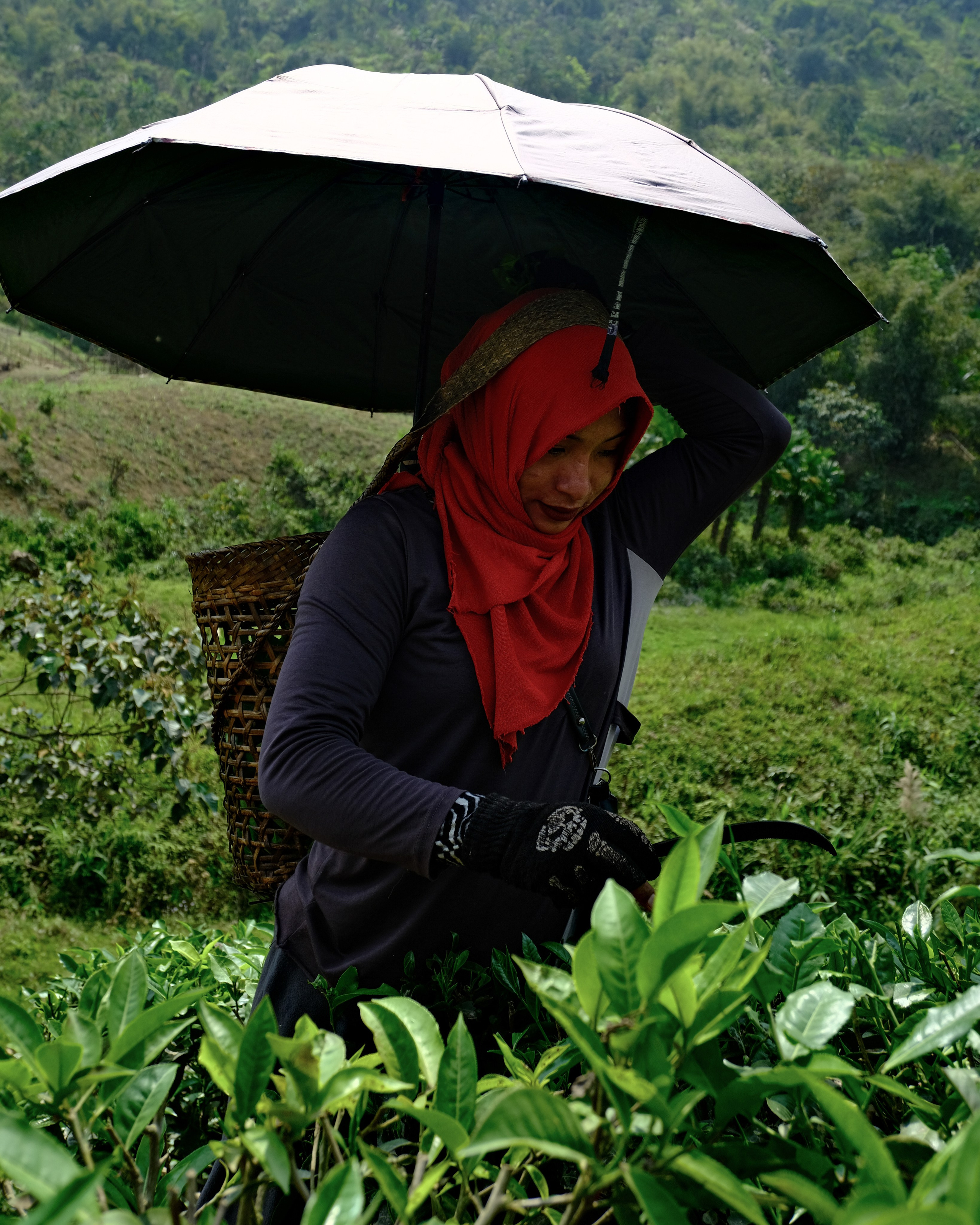 Ассам и Казиранга. Фотографии из путешествий