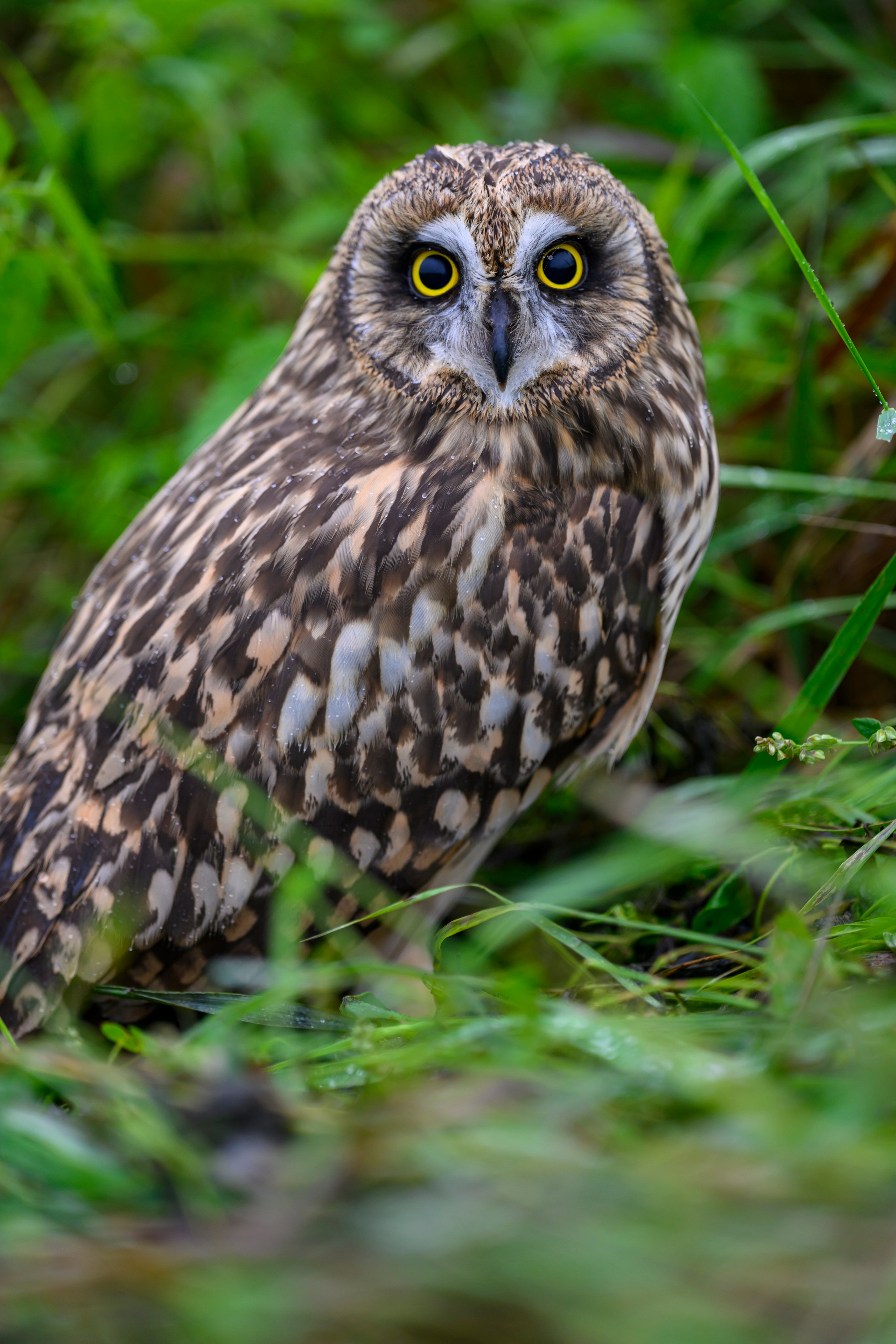 Совенок на ширик | Owlet with wide lens. Фотограф Сергей Пупонин