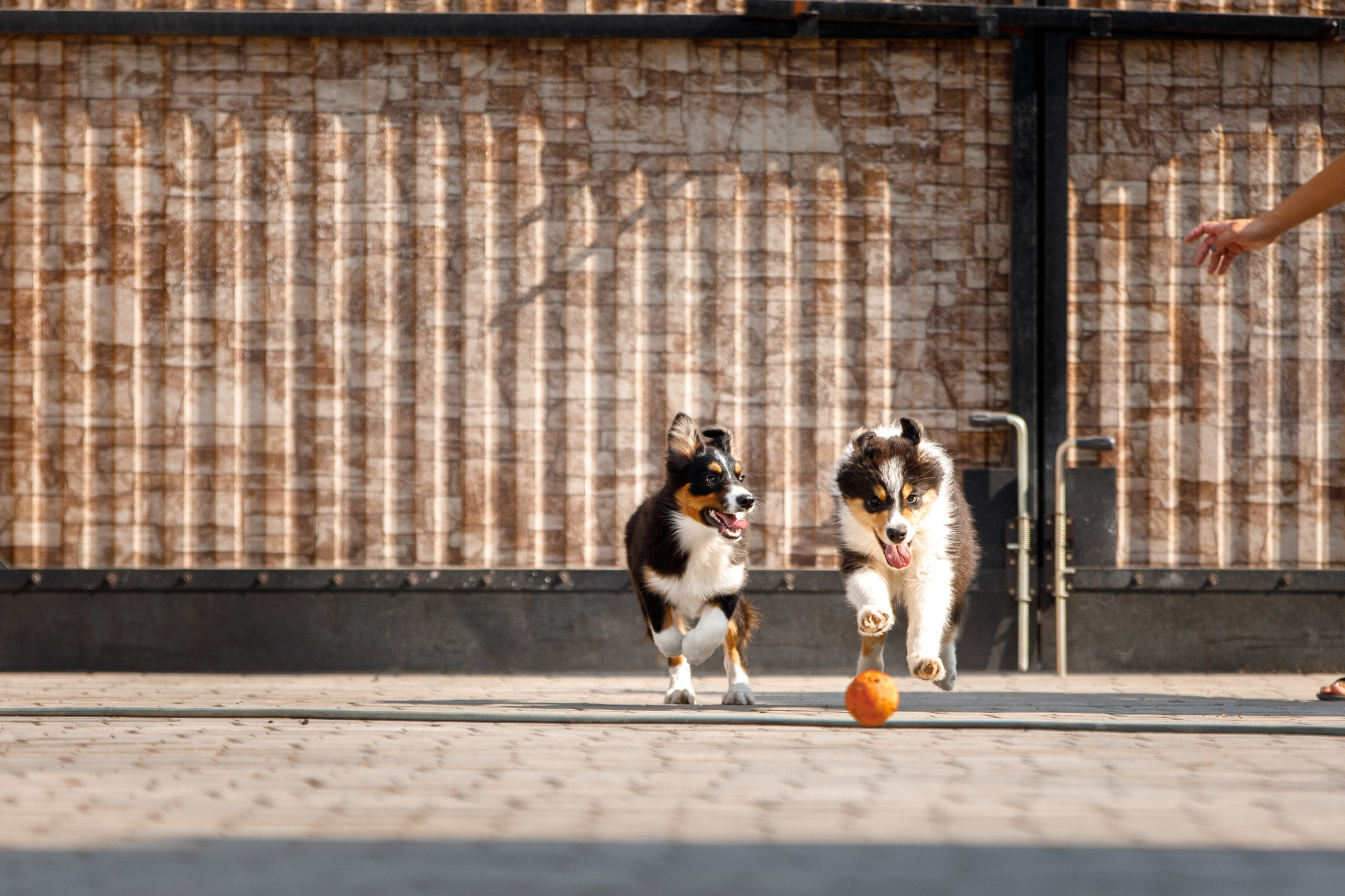 Смешарики. О нас