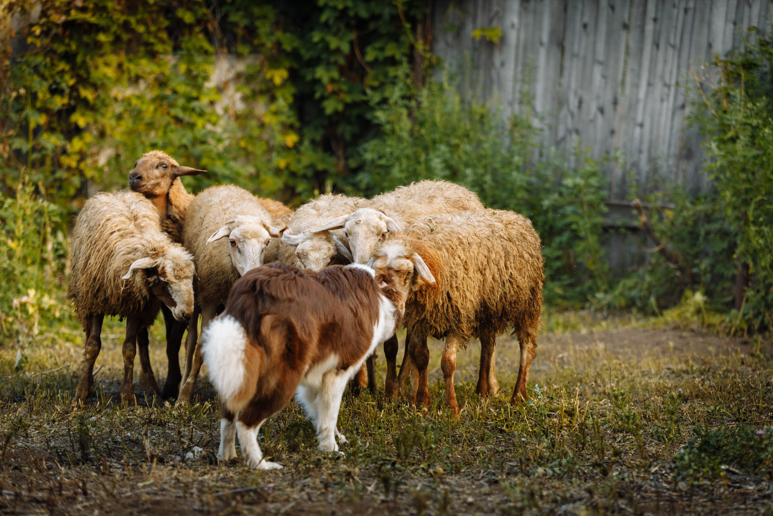 Овечий день. О нас