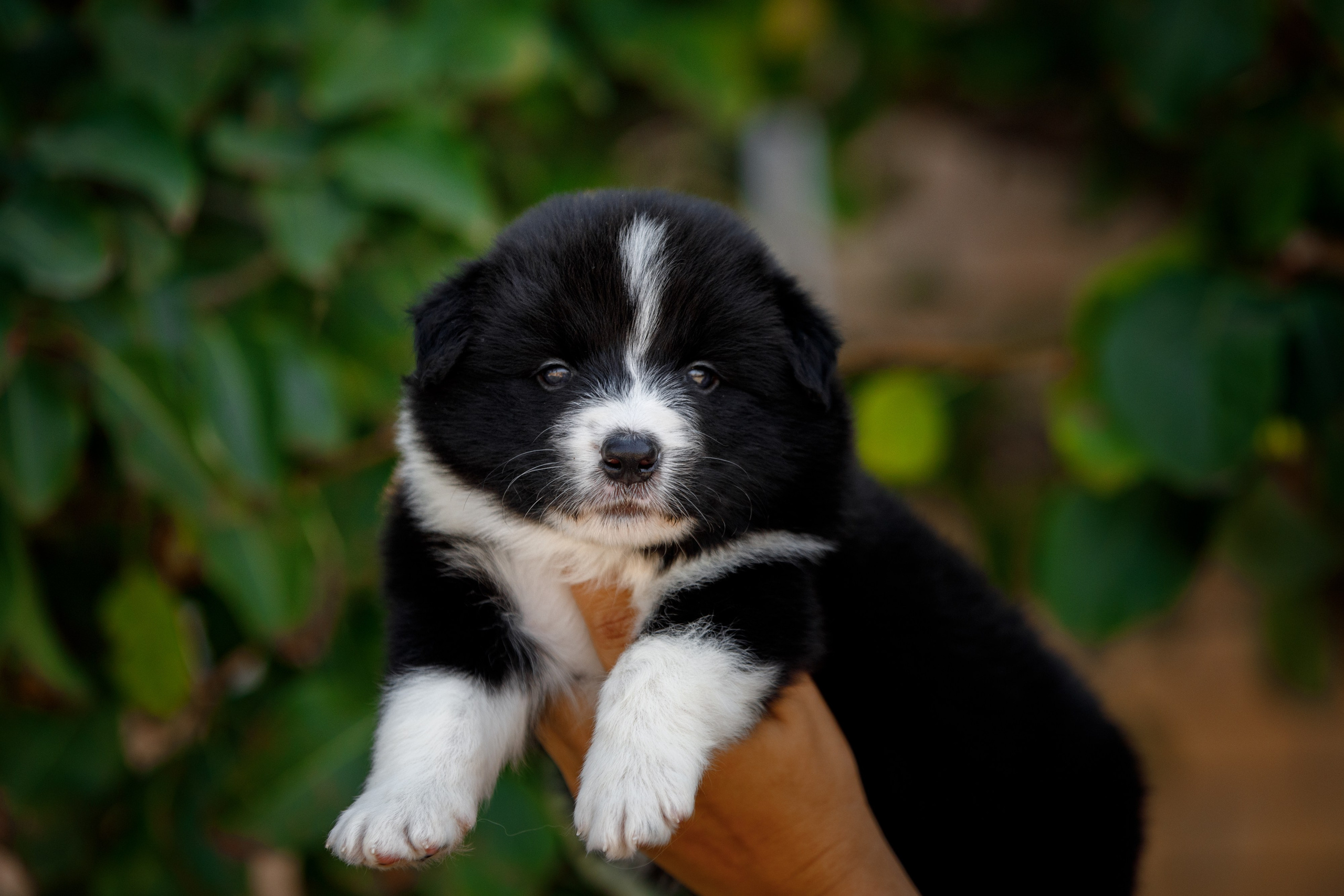 Смешарики. О нас