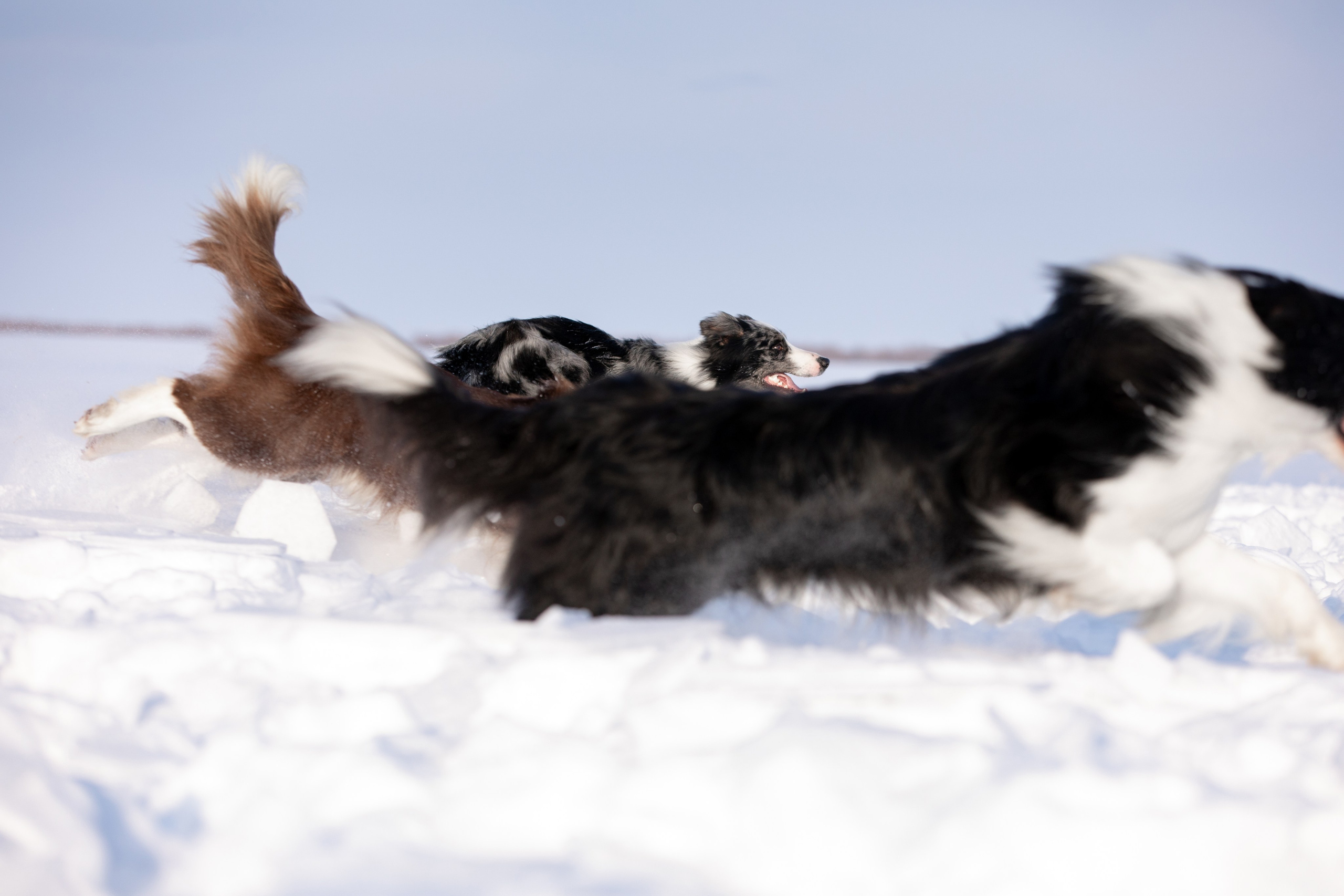 Мороз и солнце. О нас