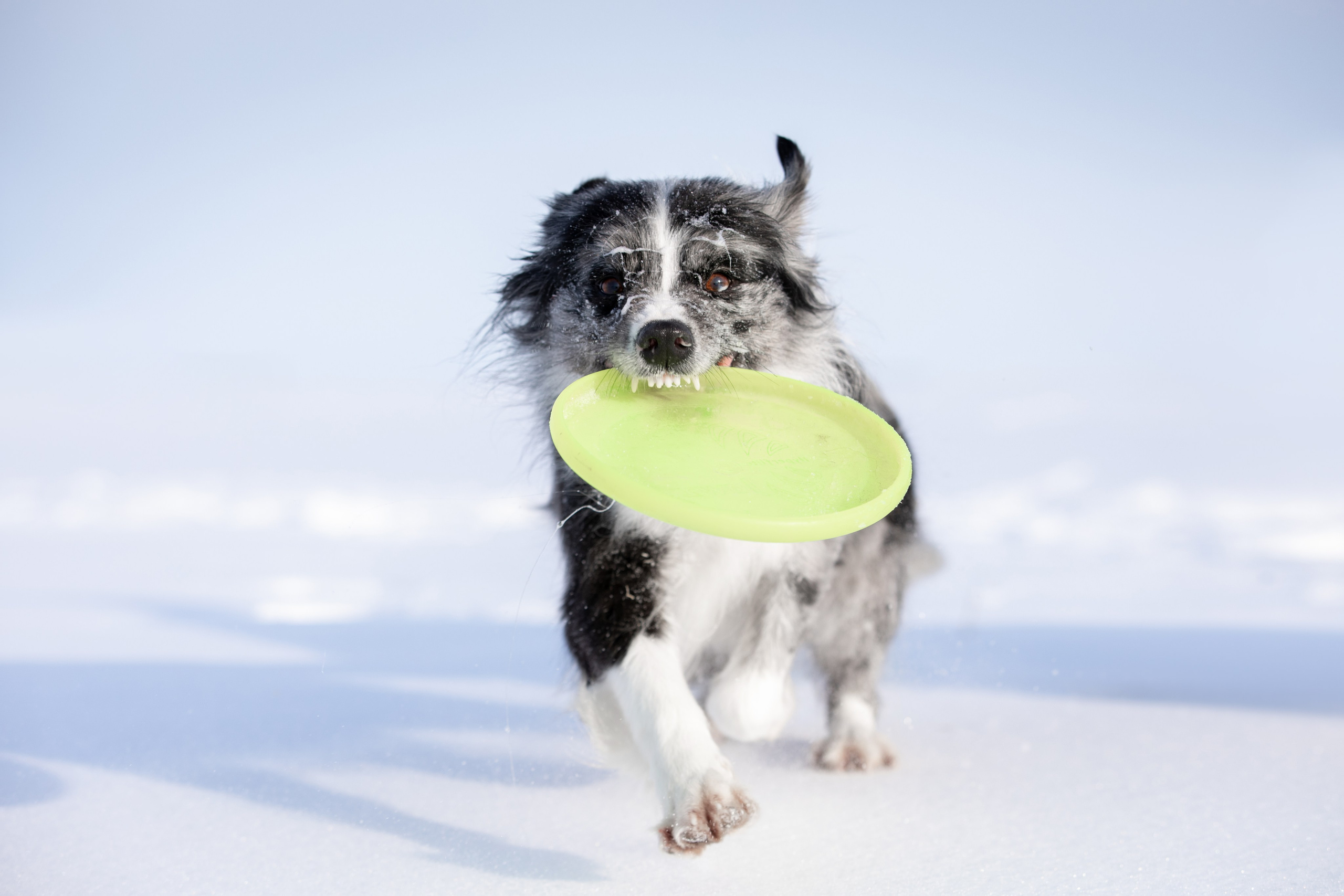 Мороз и солнце. О нас