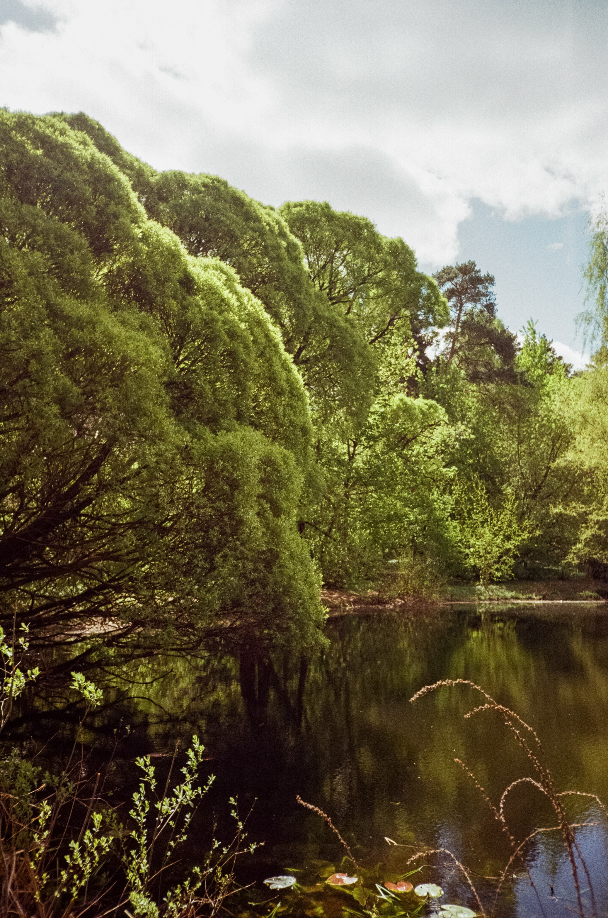 Ricoh R1 | Kodak ProImage 100 | 6 мая 2025 года СерБор