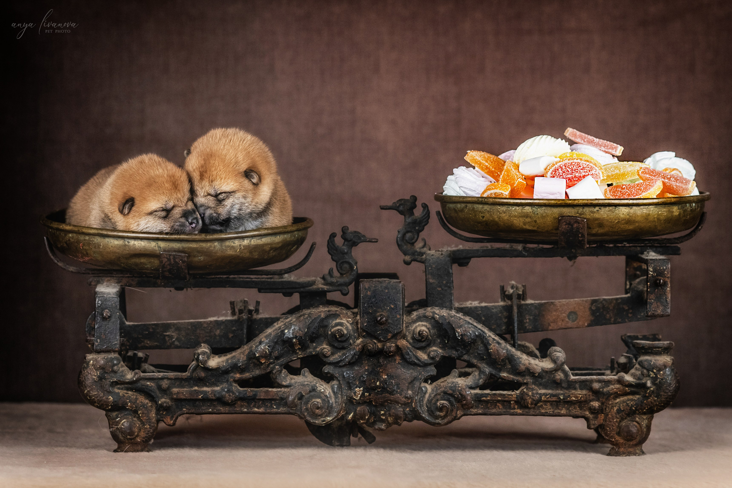 Сибы. Фотограф анималист Аня Ливанова | Рыбинск