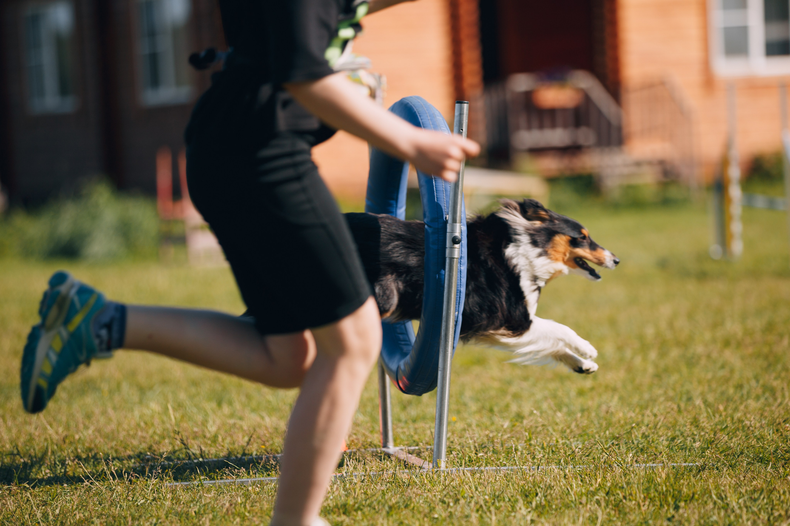 Кинологический лагерь в Горыныче. Фотограф анималист Кристина Карпова, Москва