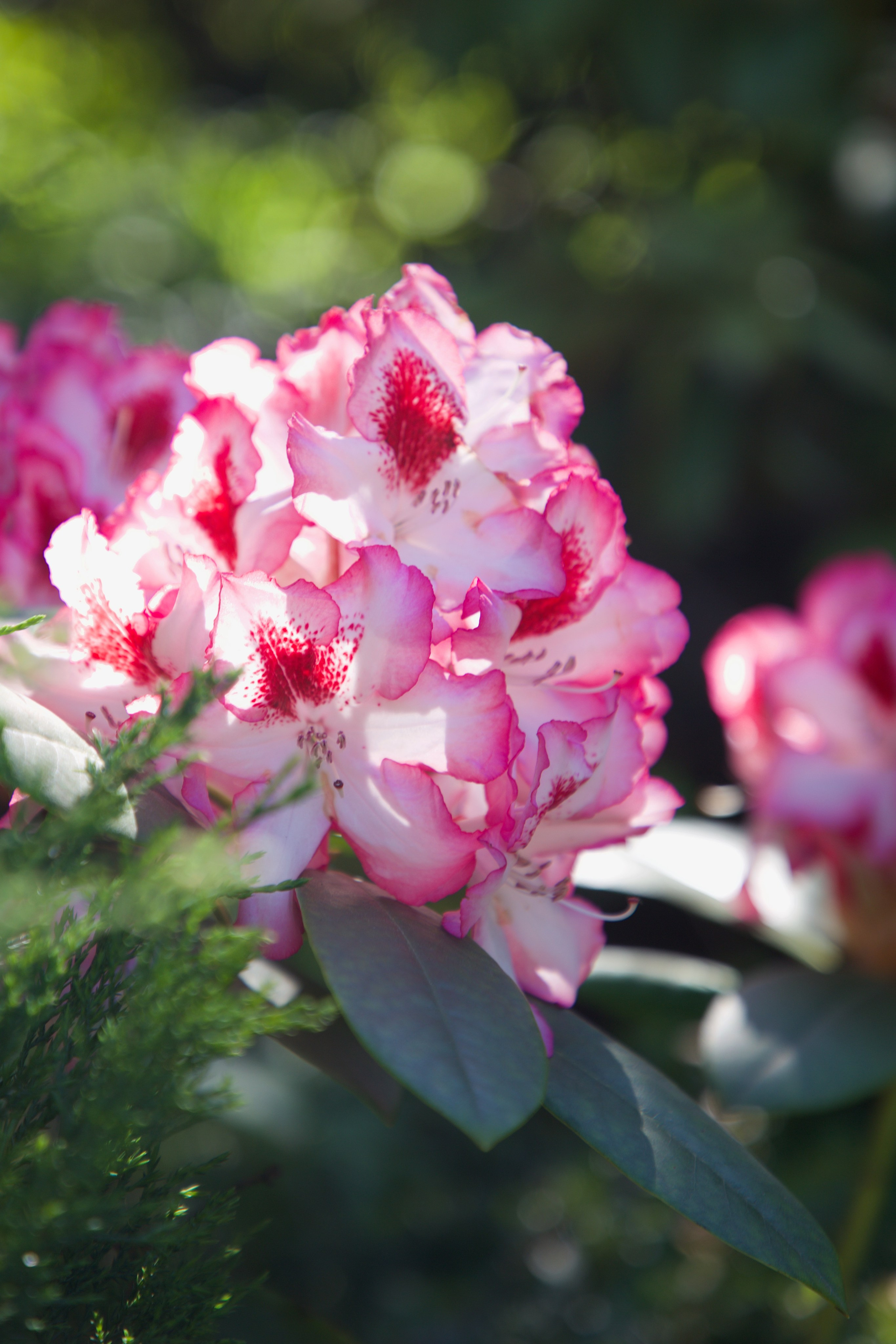 Чудесная природа. Школьные выпускные альбомы в Москве Марина Николаева