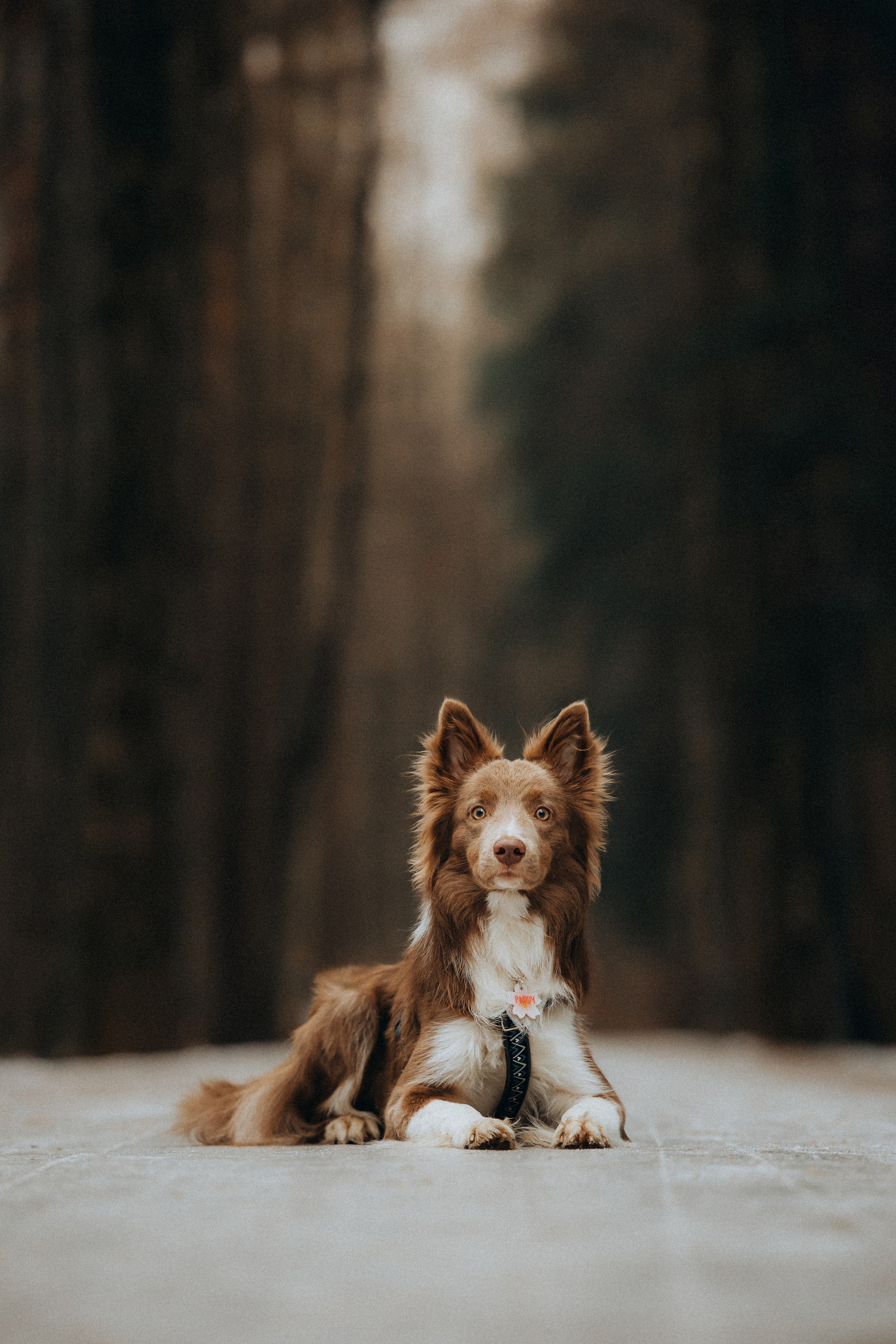 Полина, Милли и Паддингтон