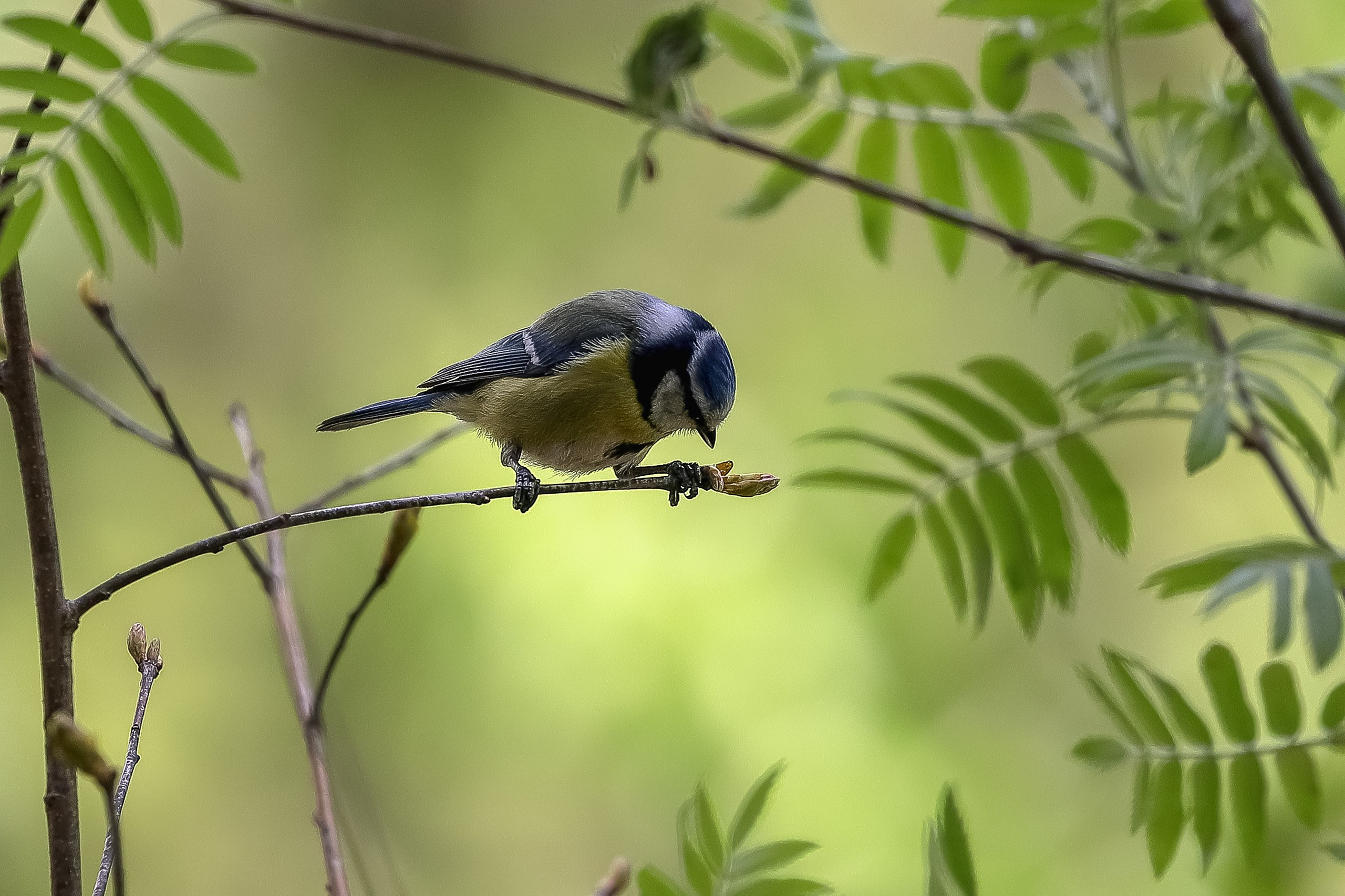 Обыкновенная лазоревка