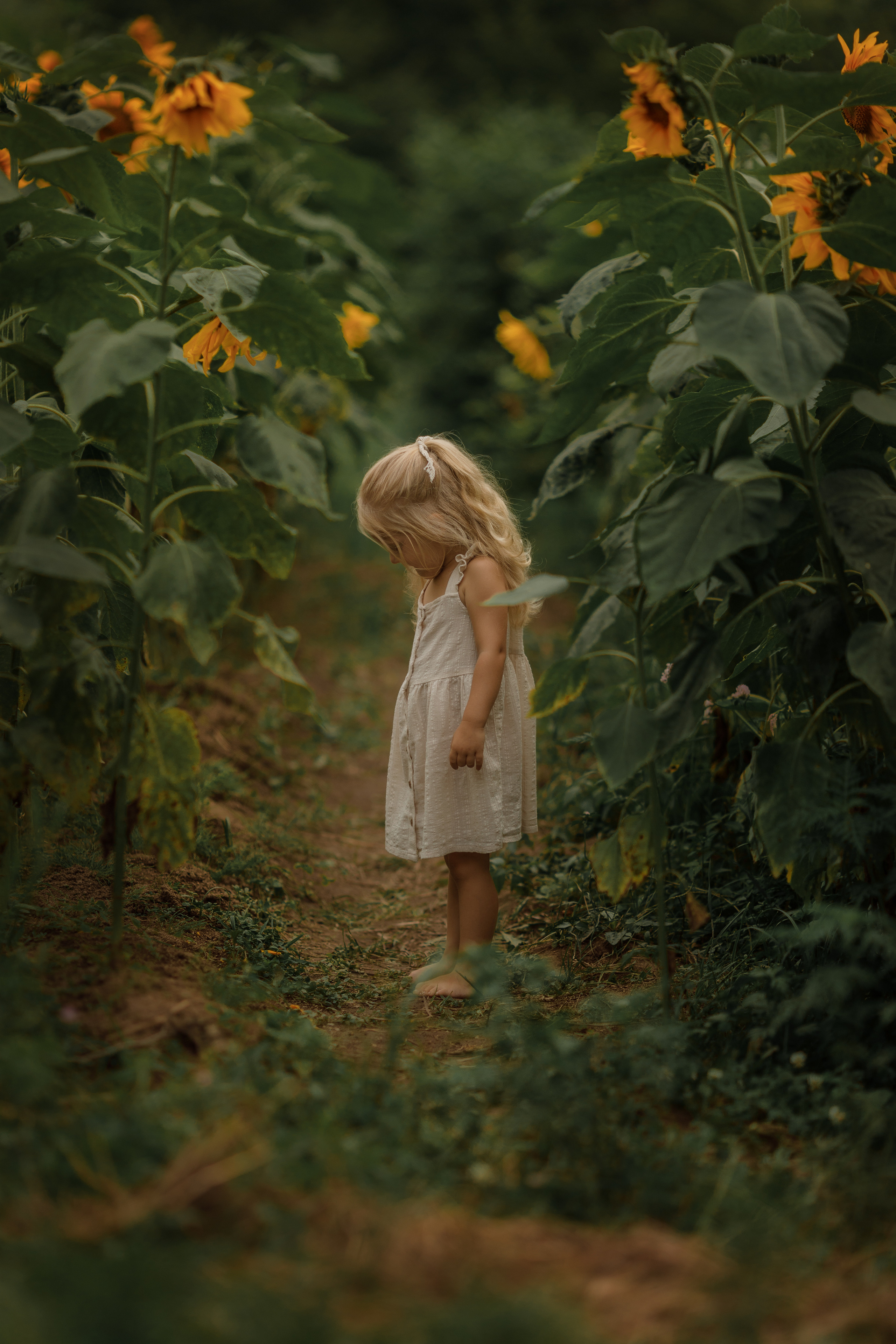 Съемка в подсолнухах. Фотограф женского портрета, беременности и материнства Харькова Елена