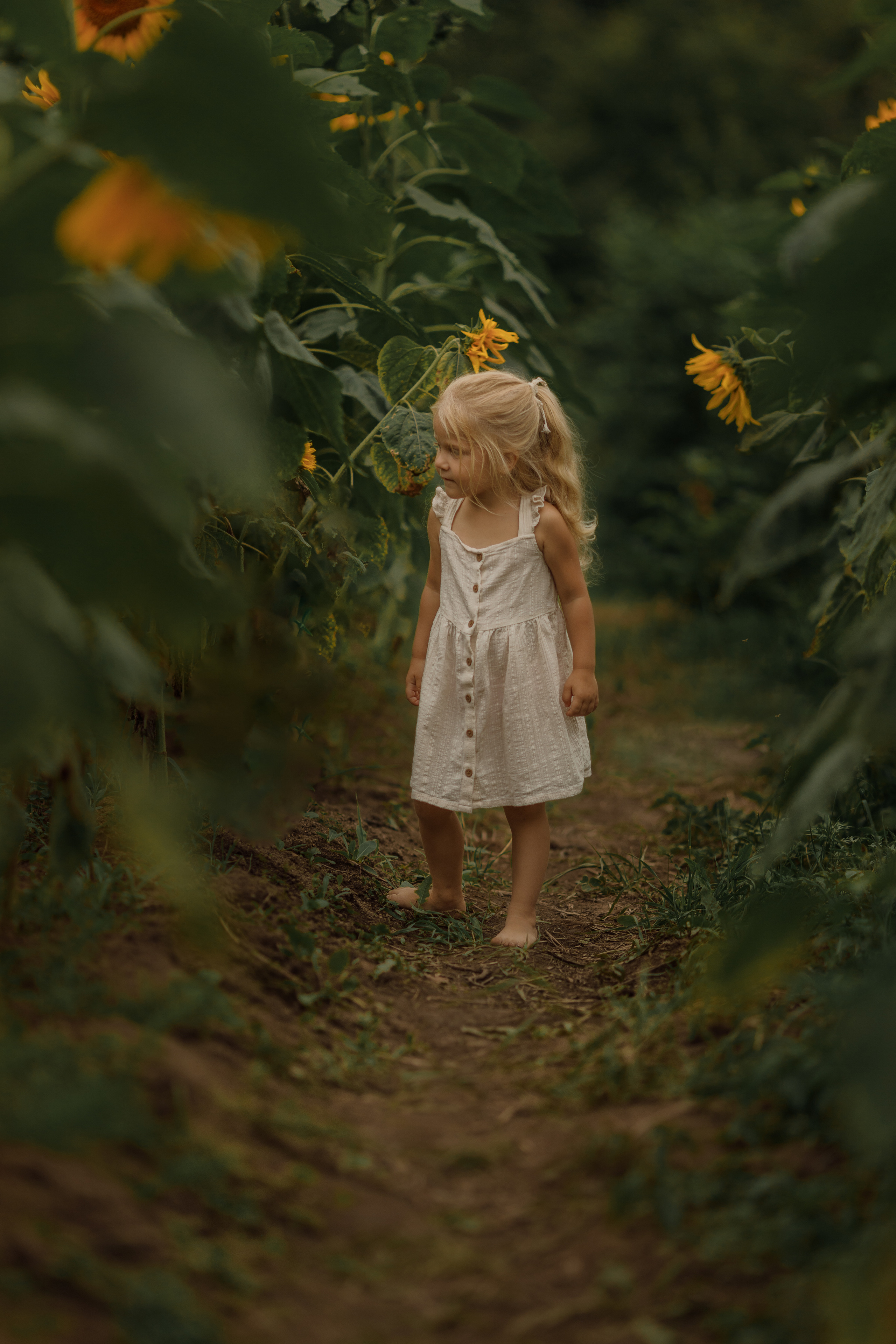 Съемка в подсолнухах. Фотограф женского портрета, беременности и материнства Харькова Елена