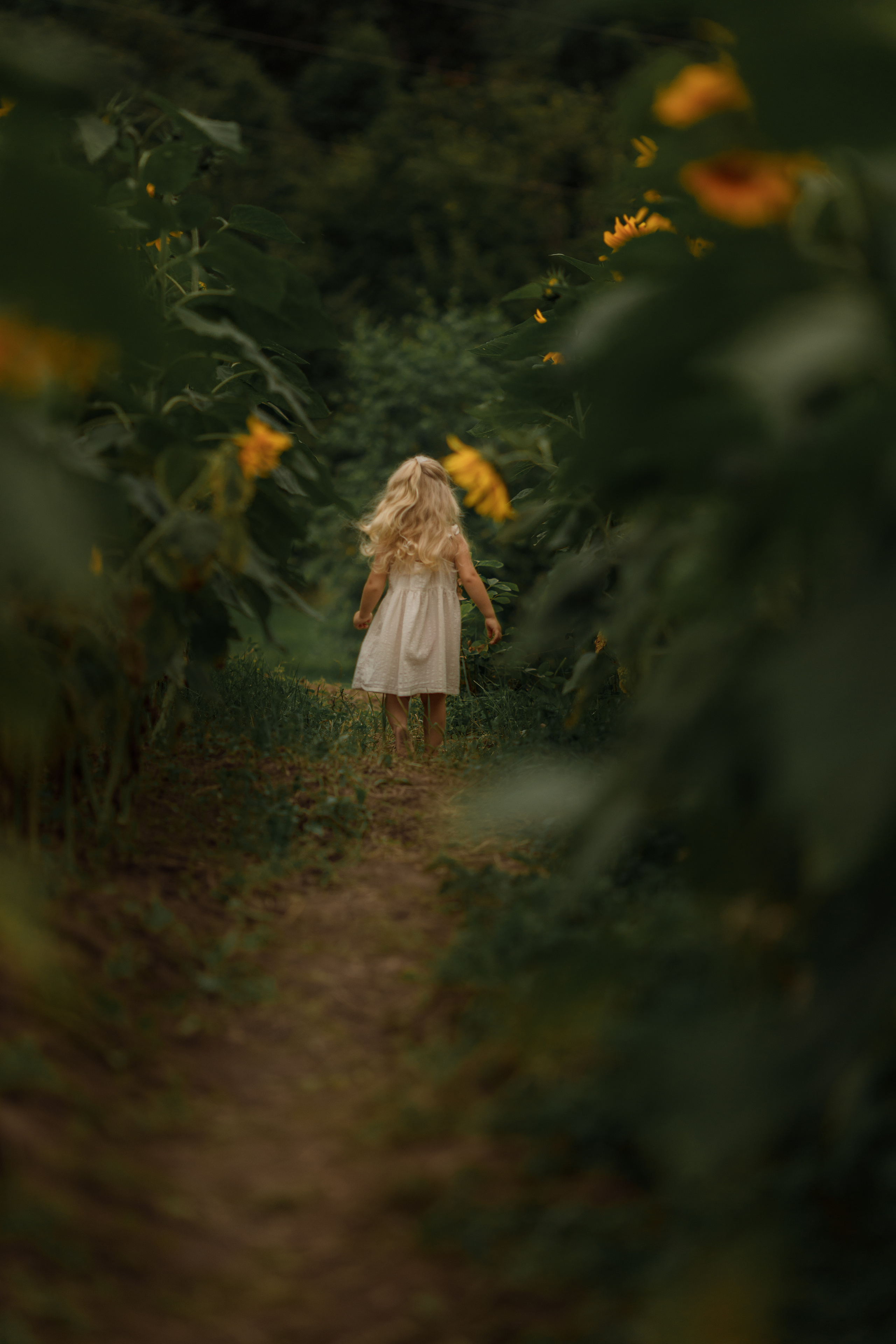 Съемка в подсолнухах. Фотограф женского портрета, беременности и материнства Харькова Елена