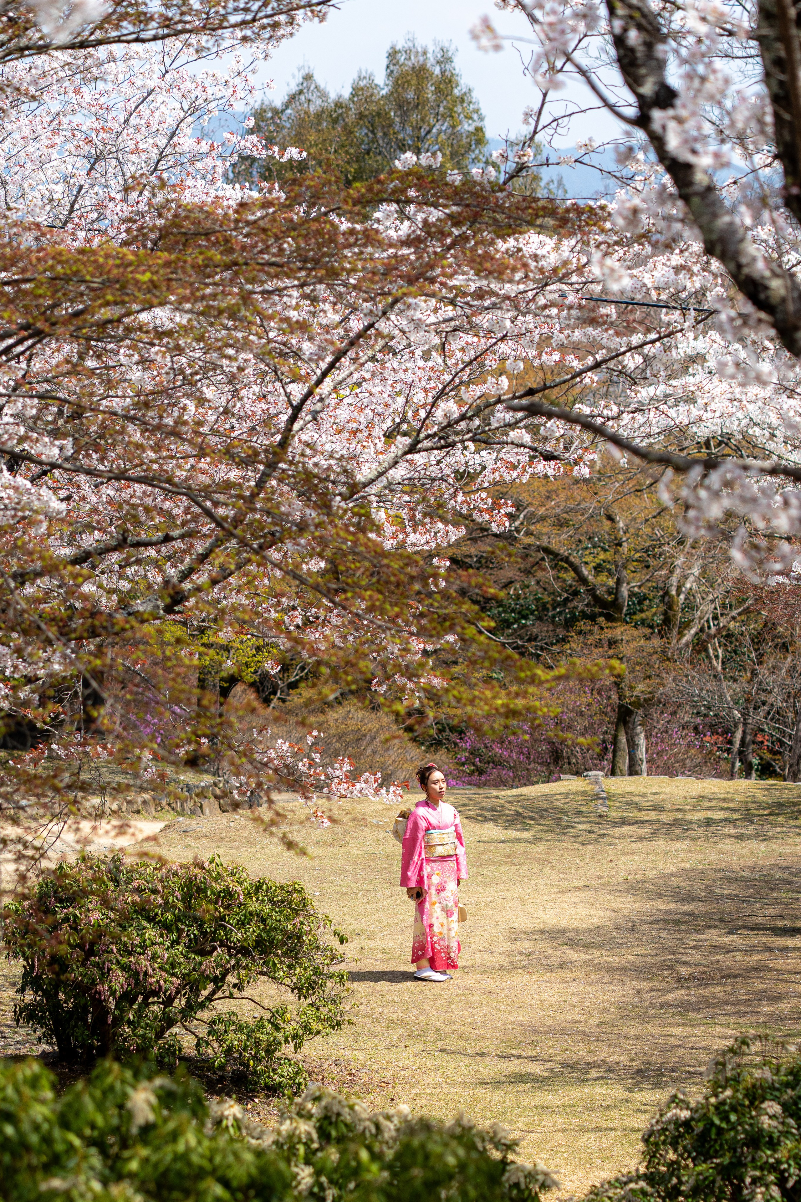 Япония, сакура. Творческие сьемки
