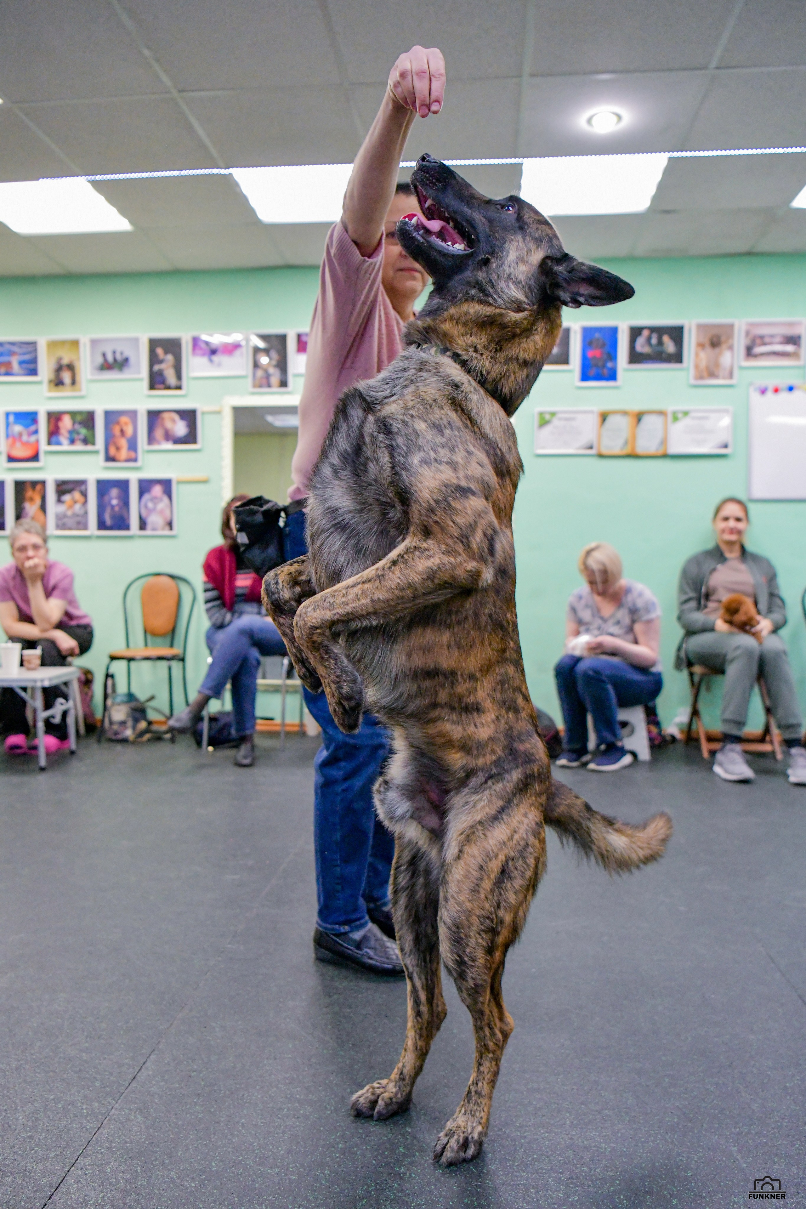 Кинологический клуб «Бодрый хвост». Свой взгляд через объектив