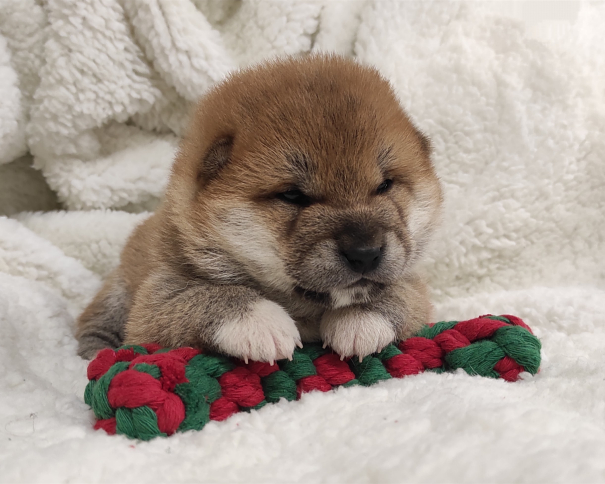 сиба питомник Рубилайт щенки на продажу rubylight  сиба щенки купить СПб Санкт-Петербург 