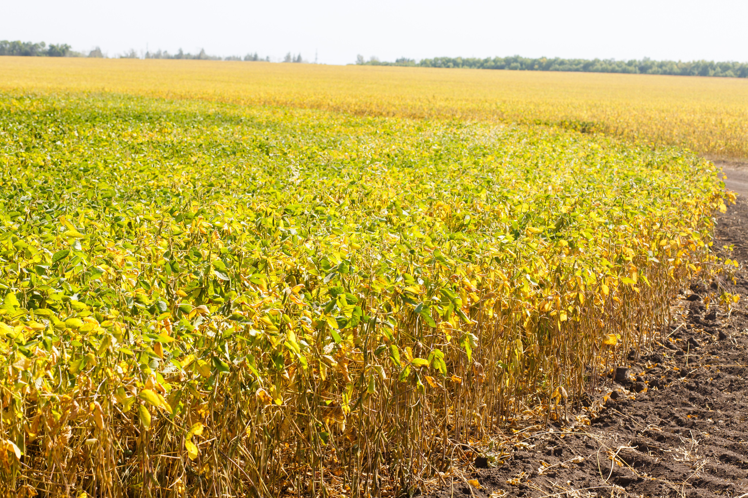 Агротерра. Фотограф Яков Поспехов