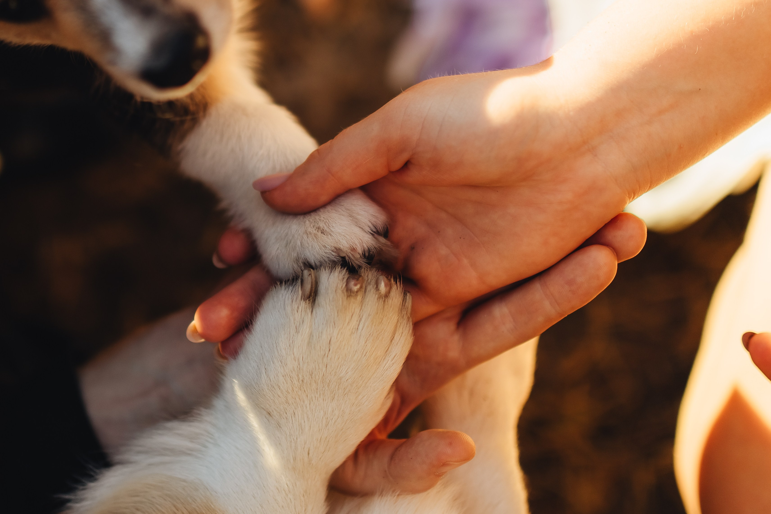 [23-24.08.23] Алексей и Диана. Jen.swph Свадебный фотограф