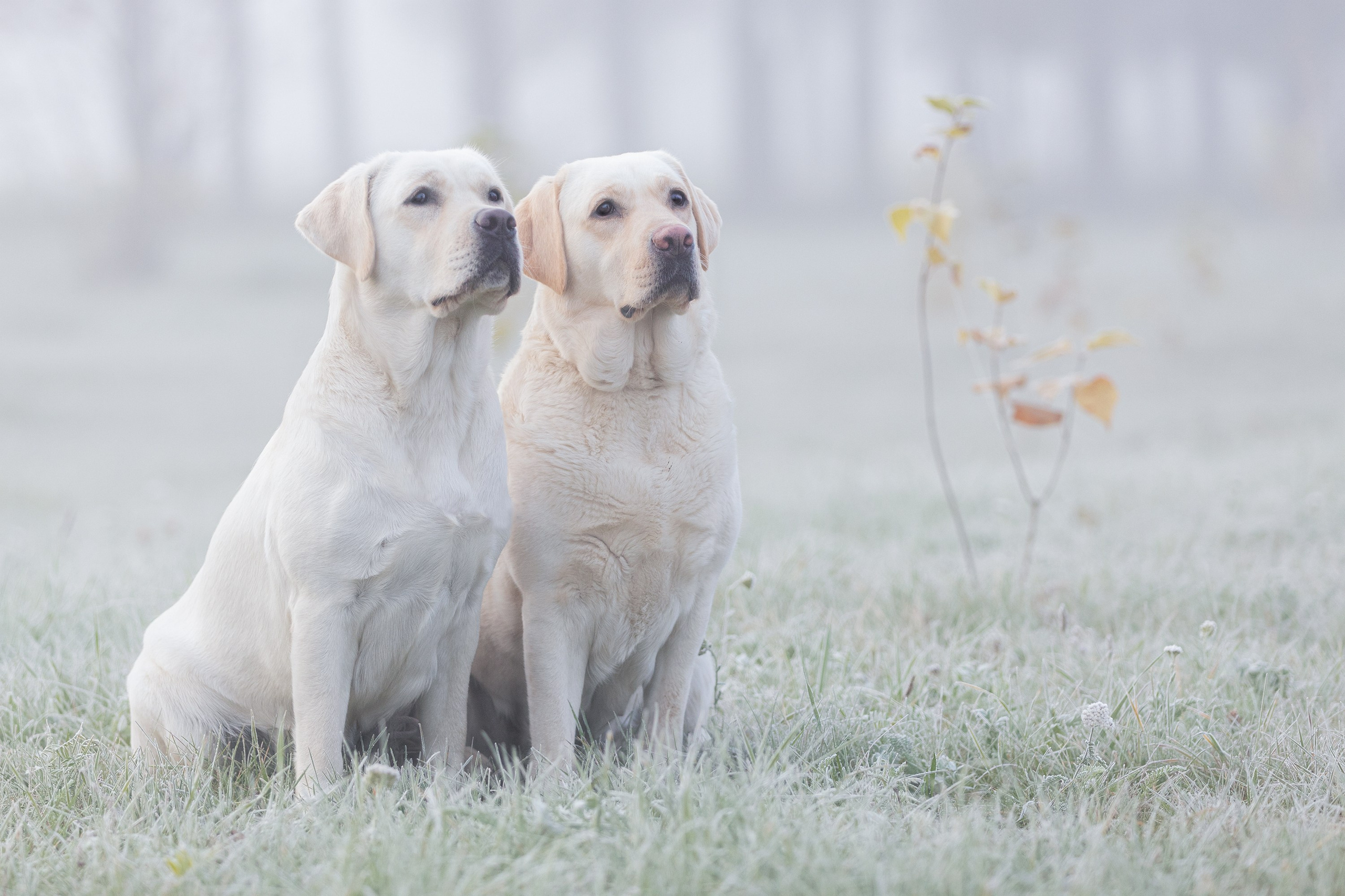 На природе и в городе. Фотограф-анималист в Калуге Мария Шерскова