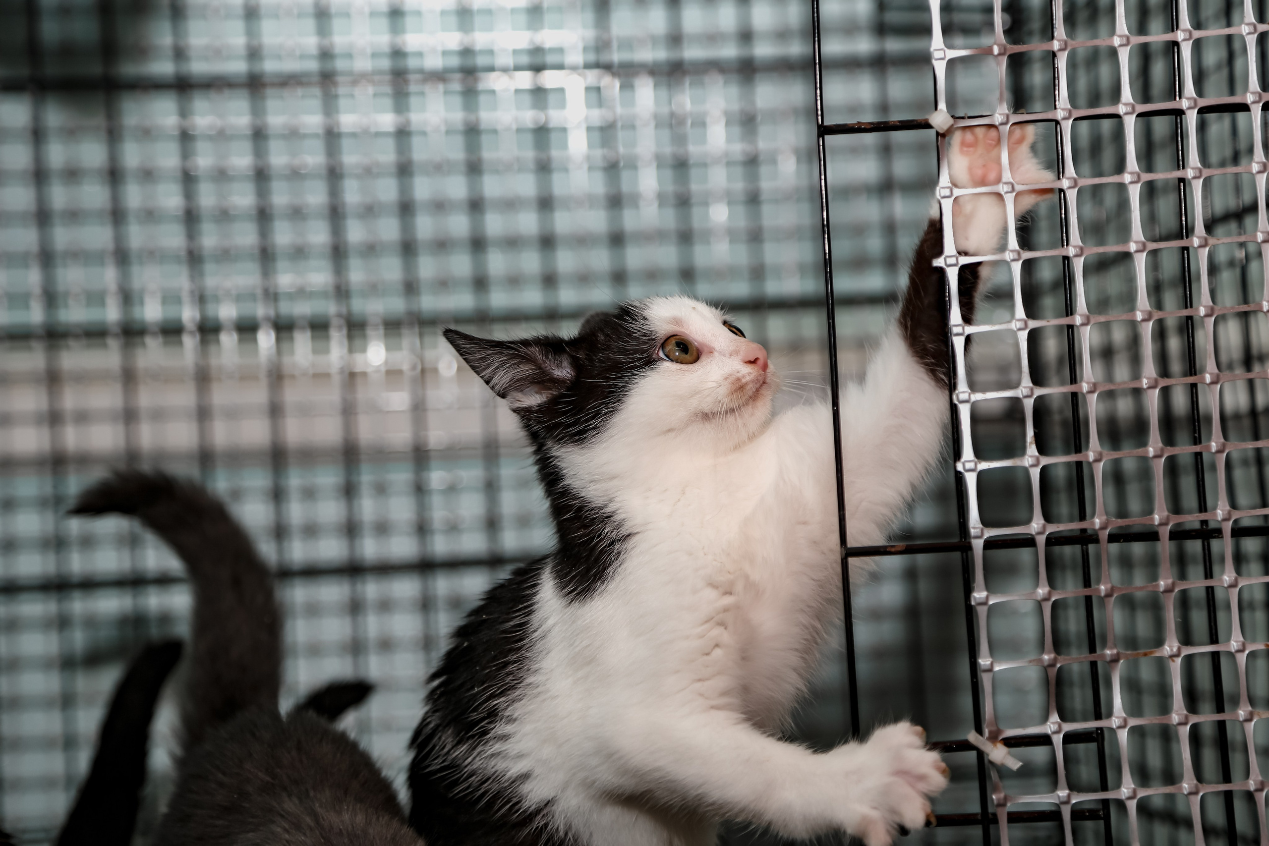 Приют Кошкин Дом Филимоша. Ваш фотограф в Оренбурге Рощупкина Екатерина