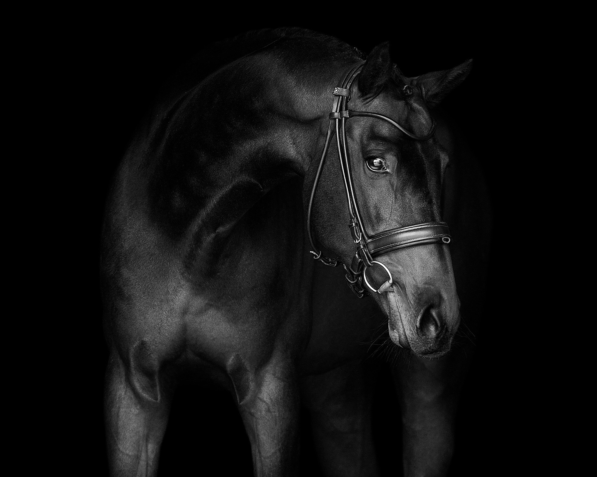 Черный фон. Конный фотограф Alesya Safe