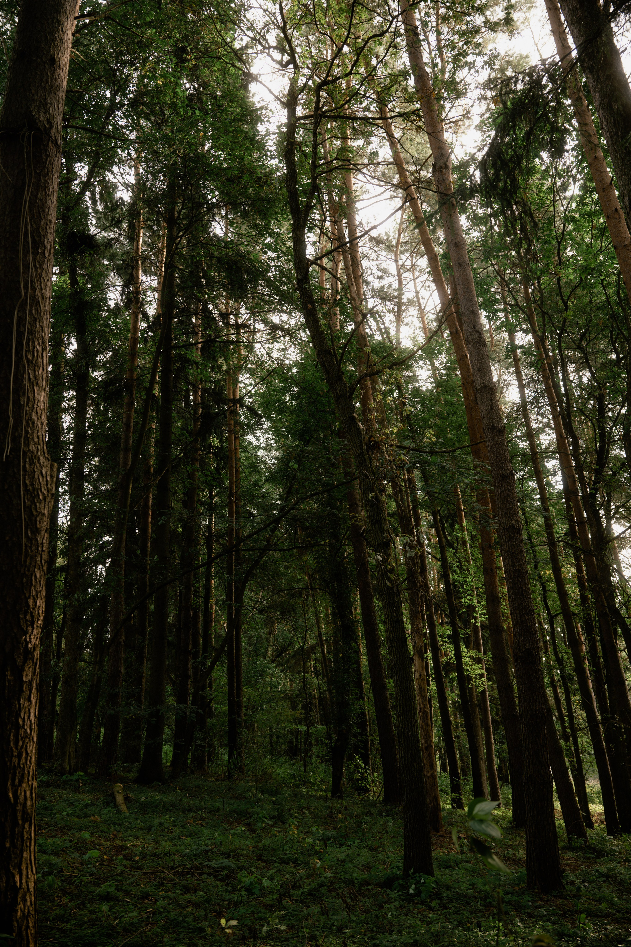 База отдыха. Фотограф и видеограф Мария Банщикова, Солнечногорск, Москва